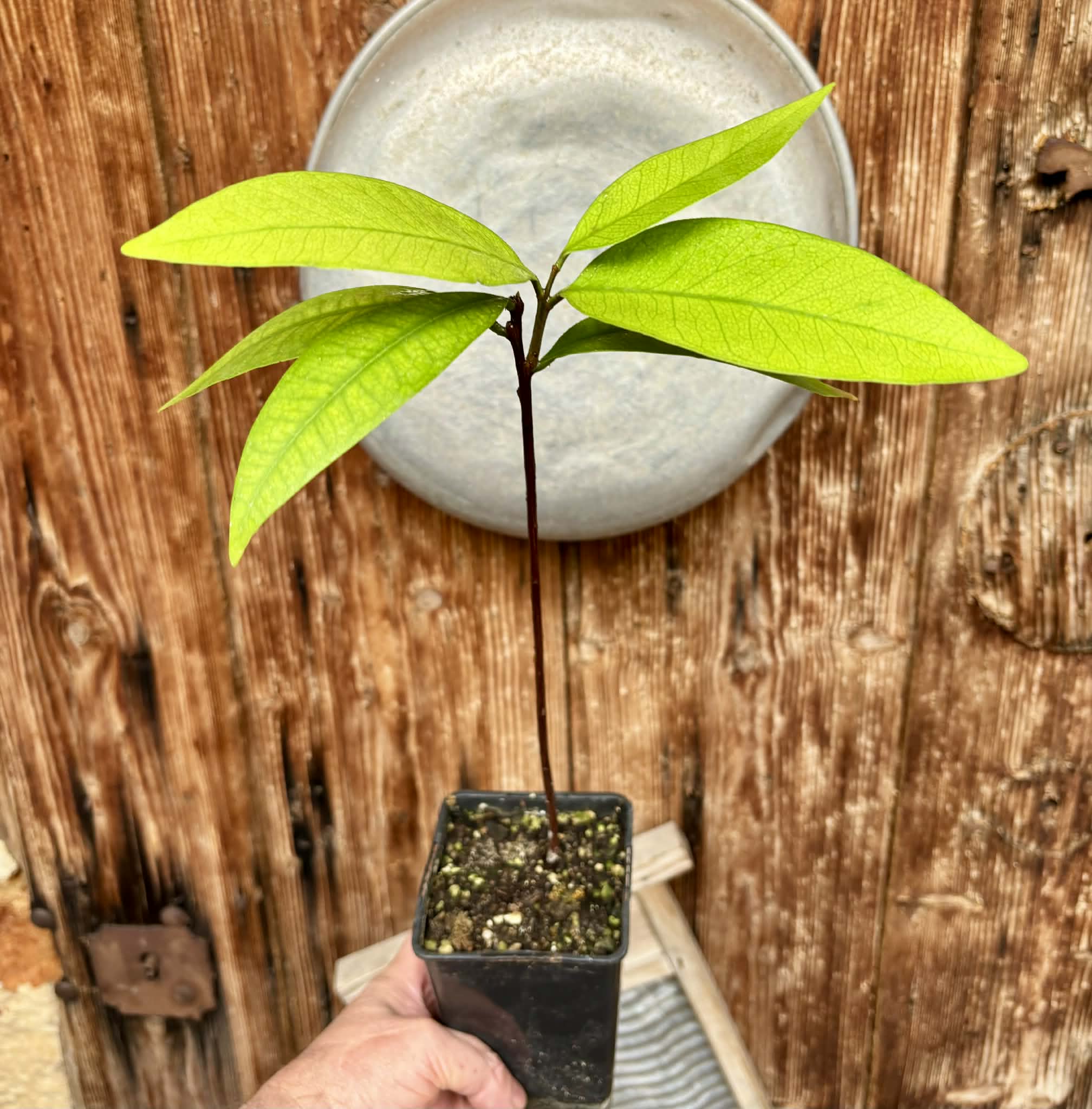 Eugenia sp BIG Maca-  1 potted plant / 1 getopfte Pflanze