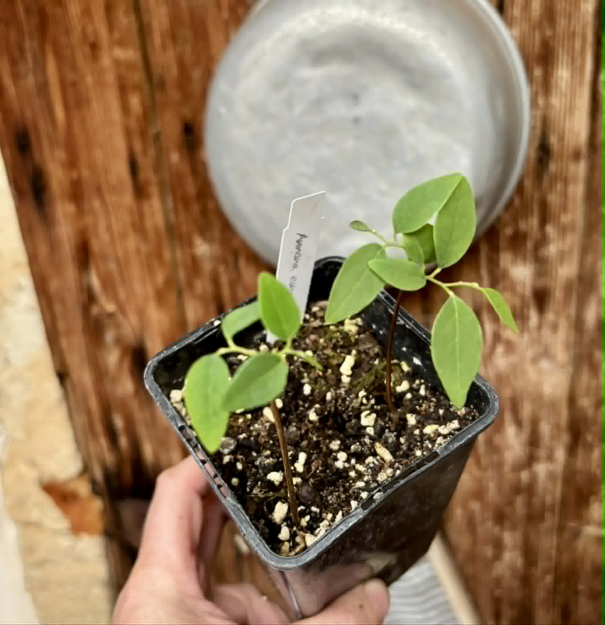 2 in 1 pot - Annona emarginata - 2 seedlings in one pot / 2 Sämlinge in einem Topf