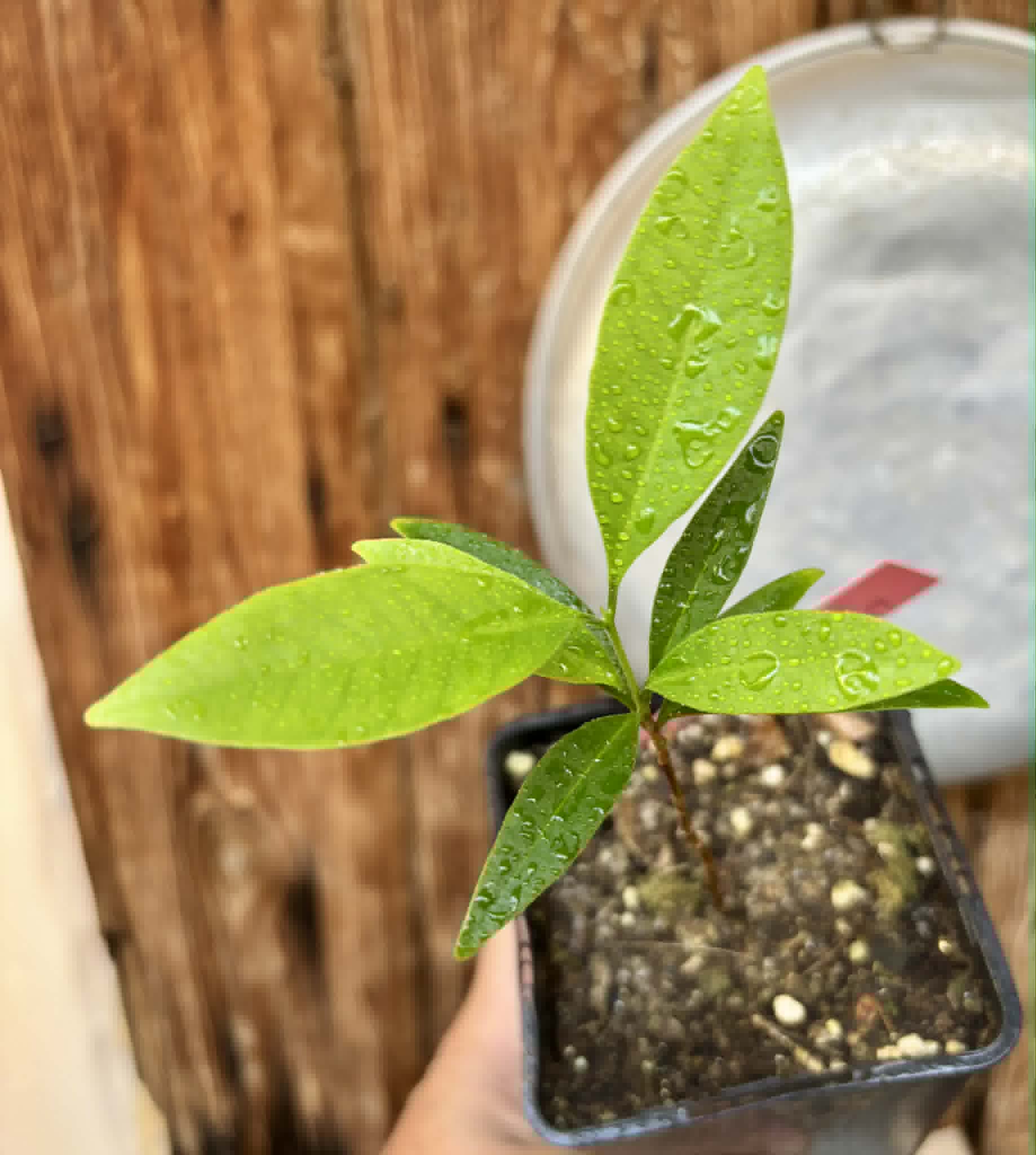 Eugenia punicifolia - 1 potted plant / 1 getopfte Pflanze