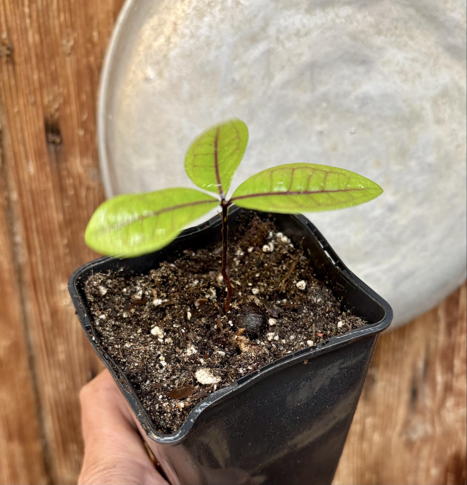 Eugenia rotundifolia var. Camamu - 1 potted seedling / 1 getopfter Sämling