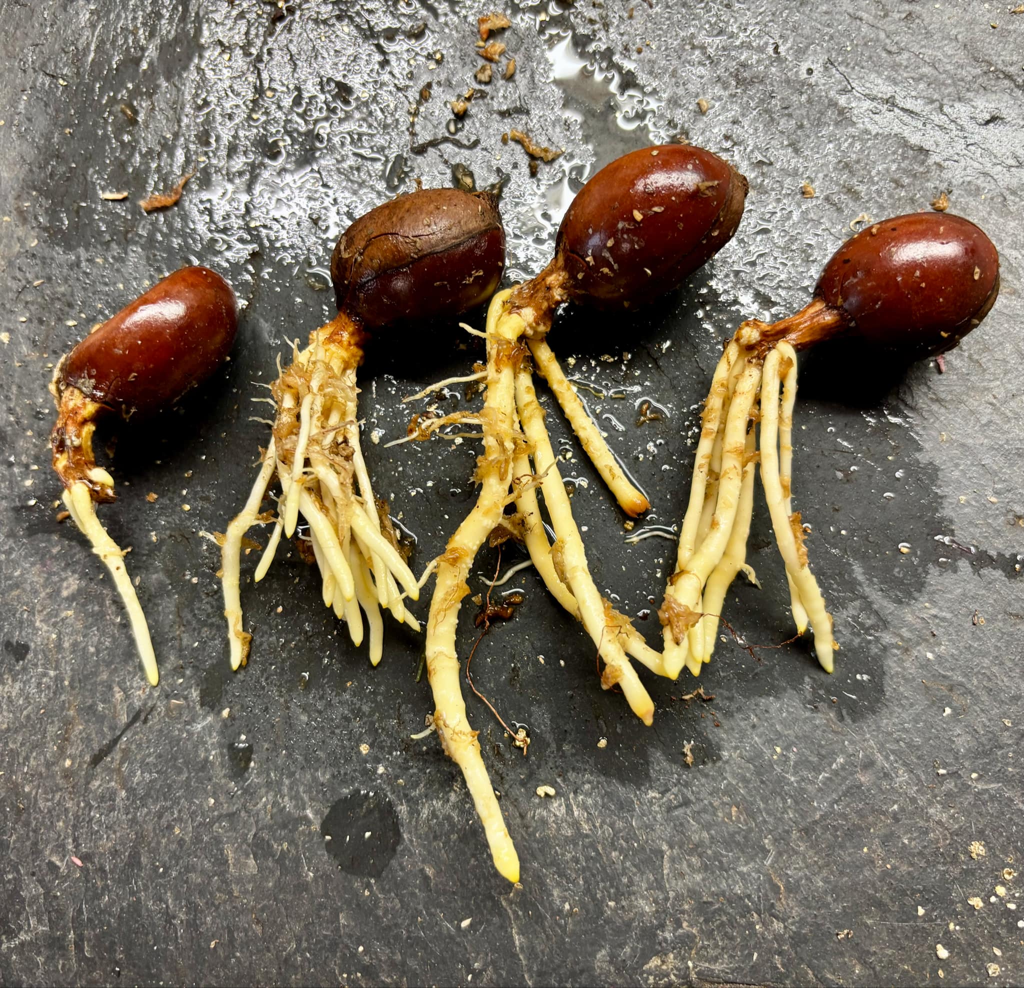 Pouteria grandiflora - 1 germinated seed / 1 gekeimter Samen