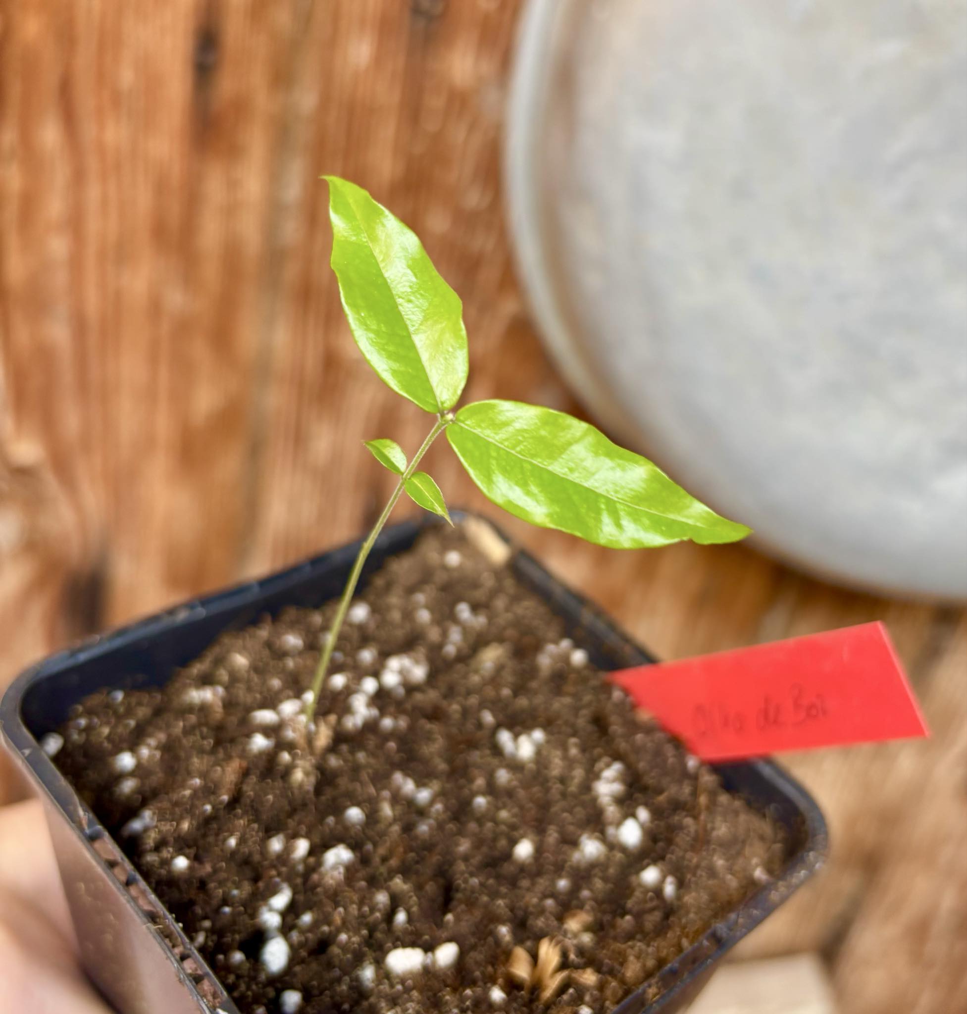Plinia coronata var. Olho de Boi Seleção - 1 potted seedling / 1 getopfter Sämling