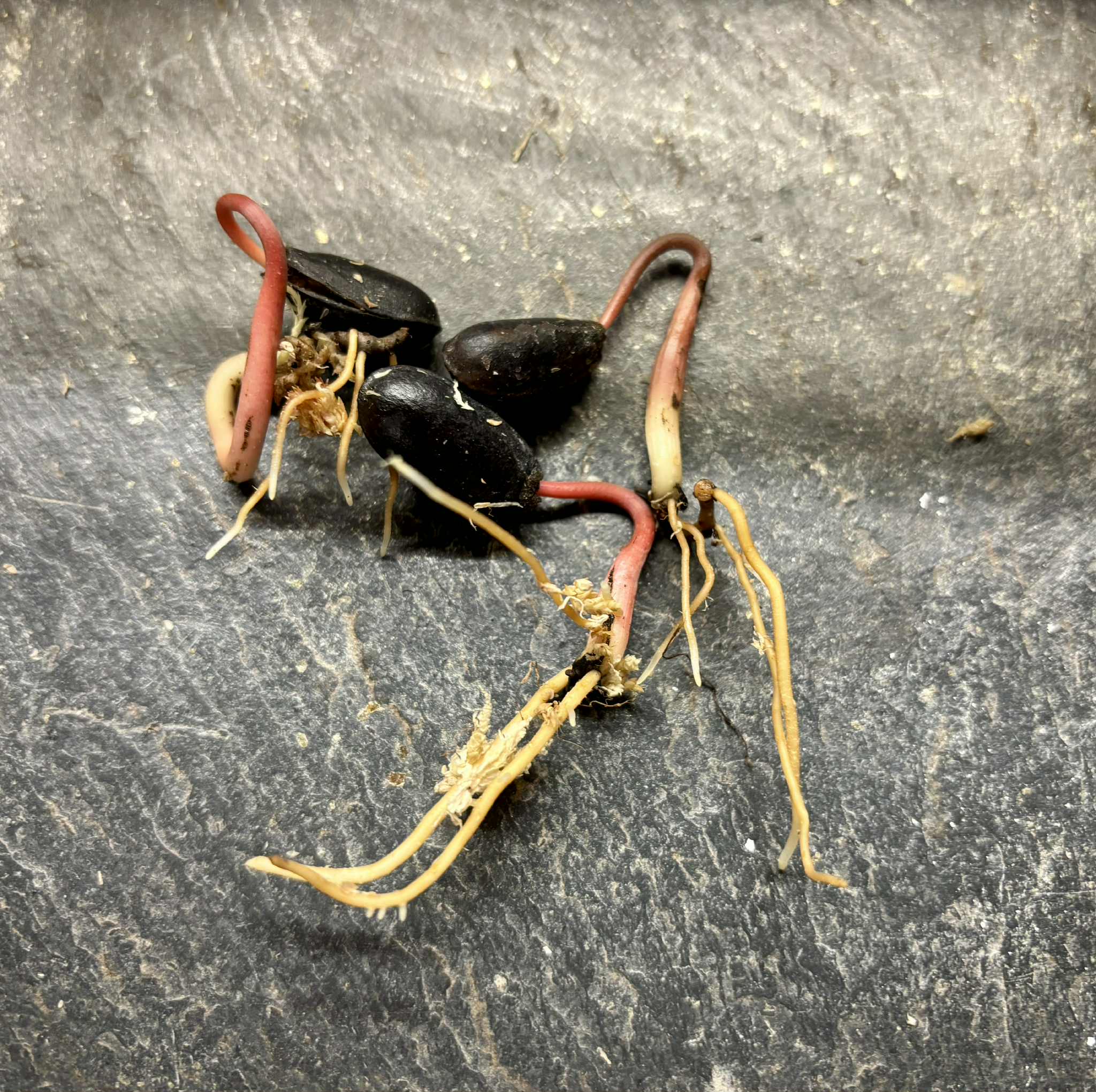 Annona salzmannii - 1 germinated seed / 1 gekeimter Samen