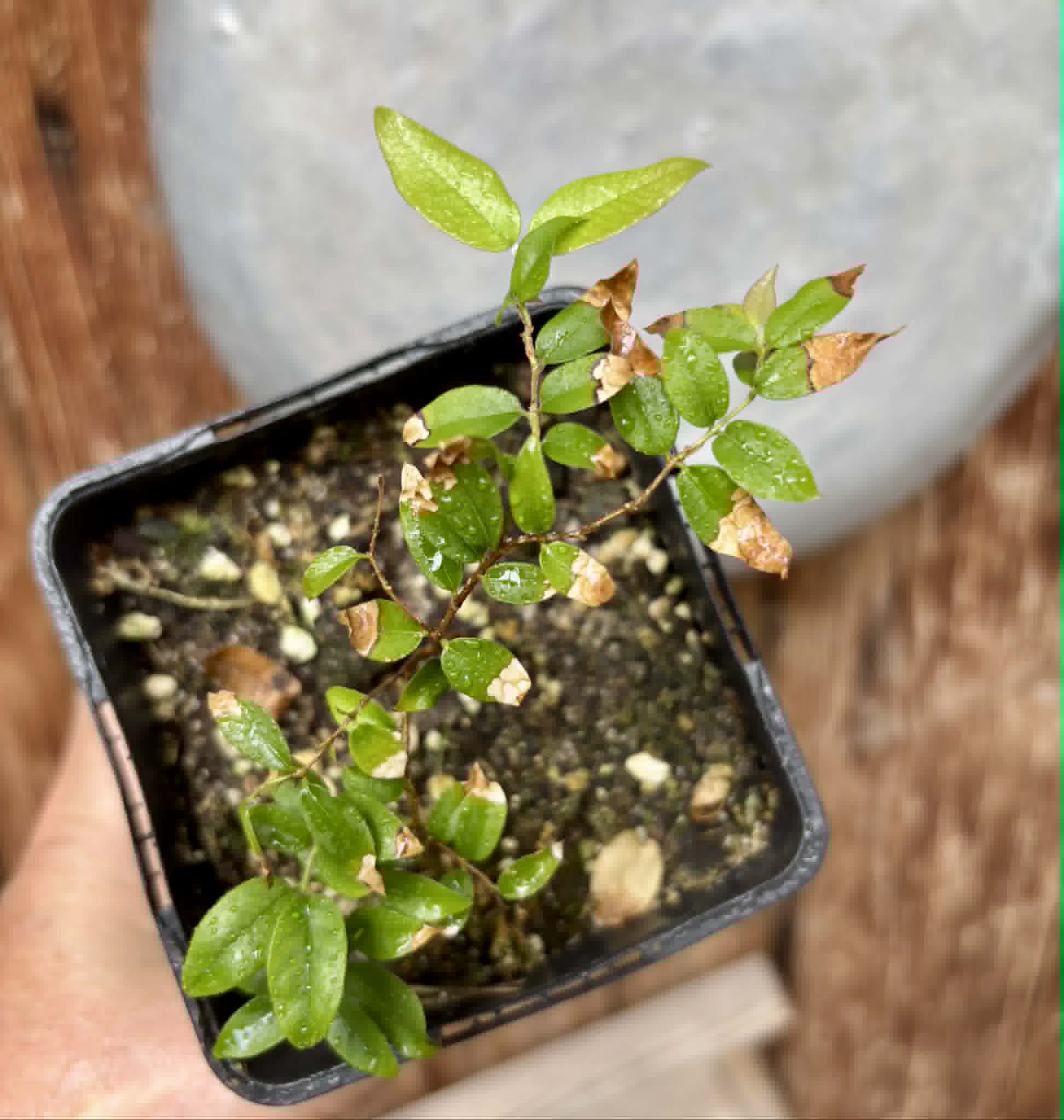 Jaboticaba - Plinia sp Esarme -  1 potted seedling / 1 getopfter Sämling
