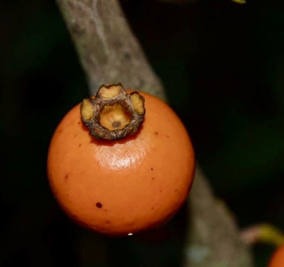 Mouriri grandiflora - Rare exotic plant - Seltene exotische Pflanze