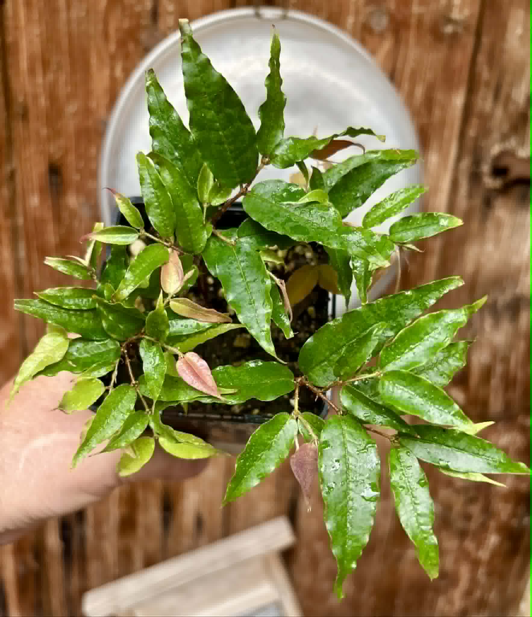 5 in 1 pot - Plinia sp Dandara -  5 seedlings in one pot / 5 Sämlinge in einem Topf