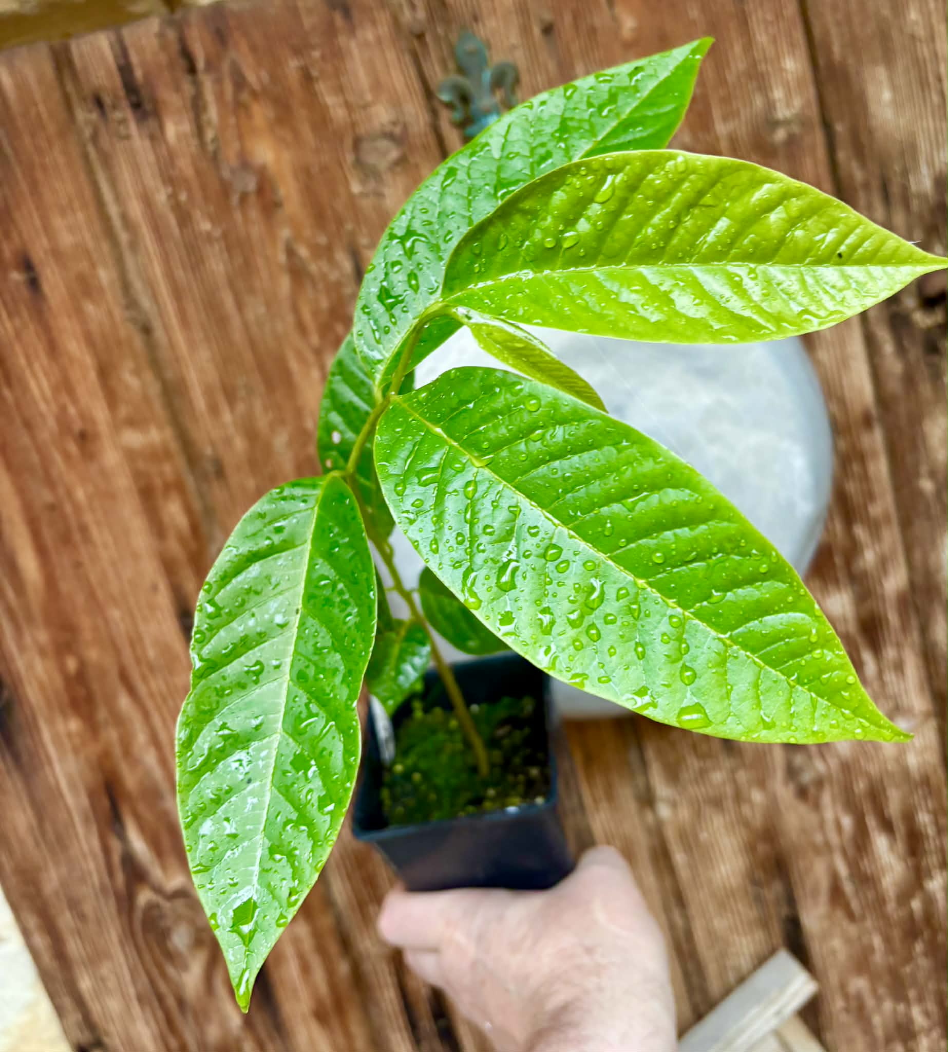 Annona reticulata var San Pablo - 1 potted plant / 1 getopfte Pflanze