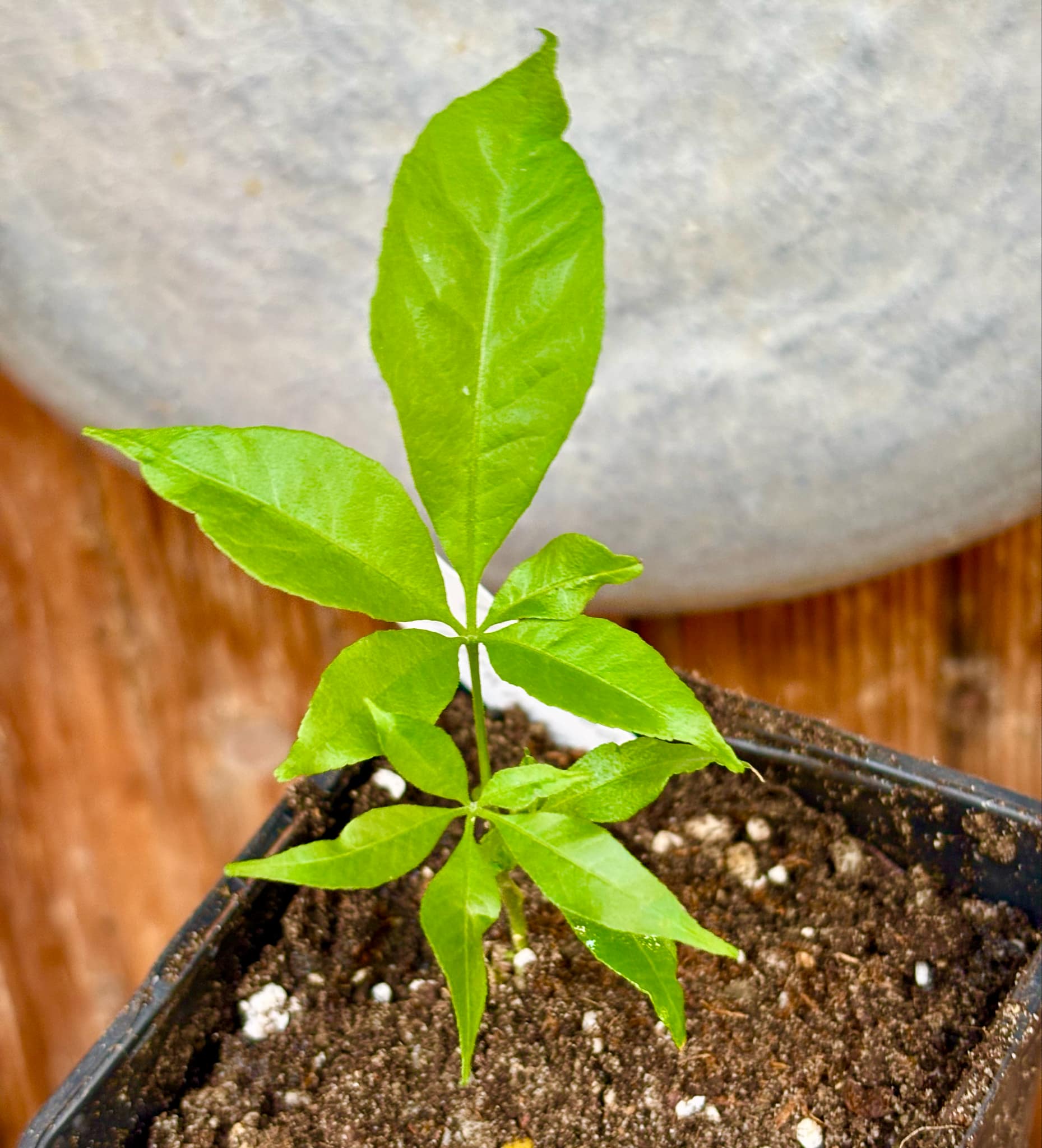 Casimiroa tetrameria - Wooly Leaved Sapote -  1 seedling / 1 Sämling
