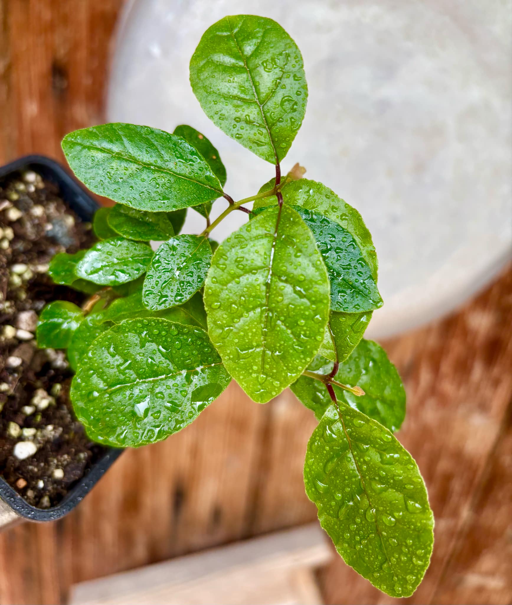 Campomanesia xanthocarpa var. littoralis - 1 small potted seedling / 1 kleiner, getopfter Sämling