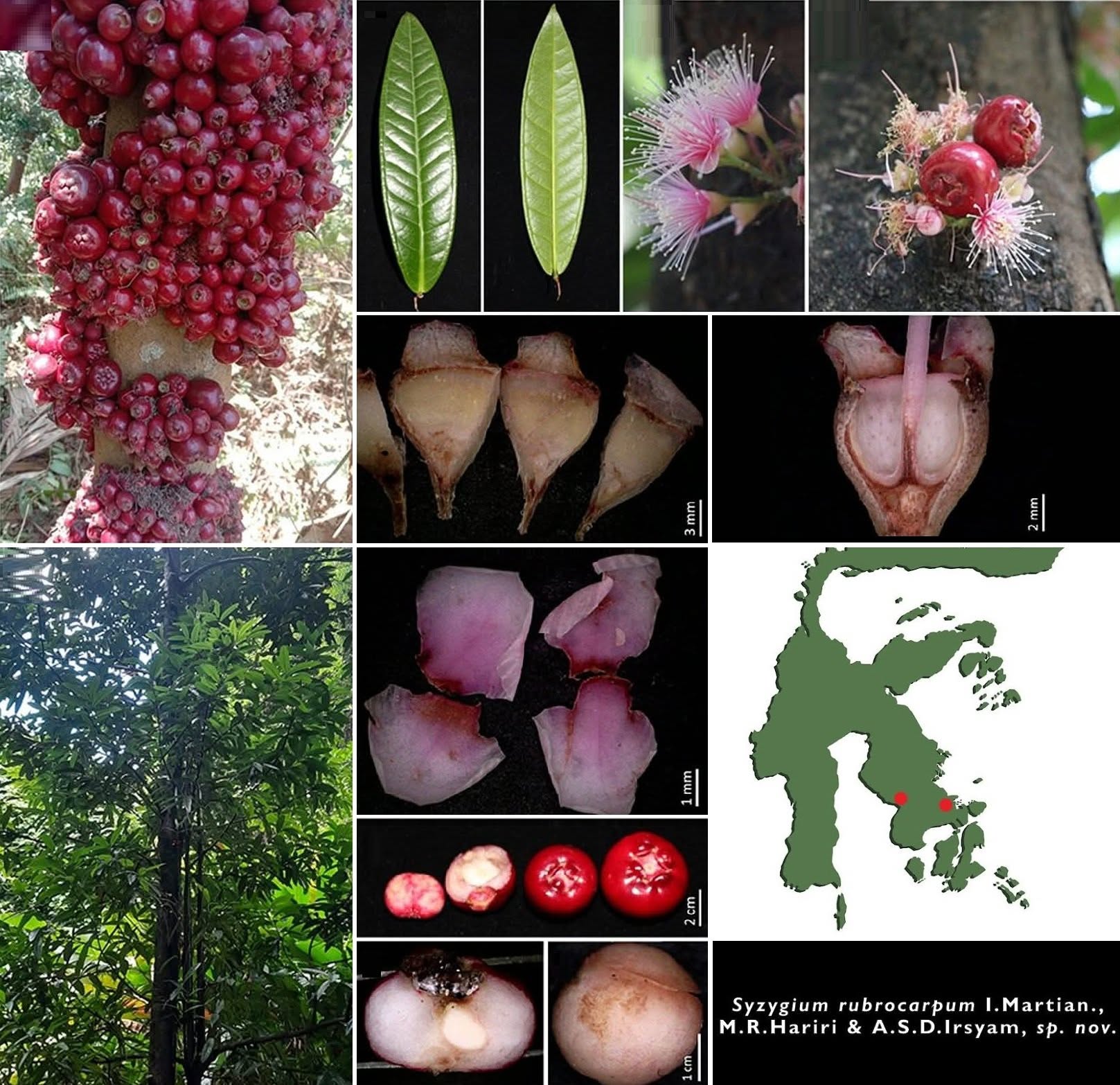 Pre Order - Syzygium rubrocarpum - 1 fresh seed / 1 frischer Samen