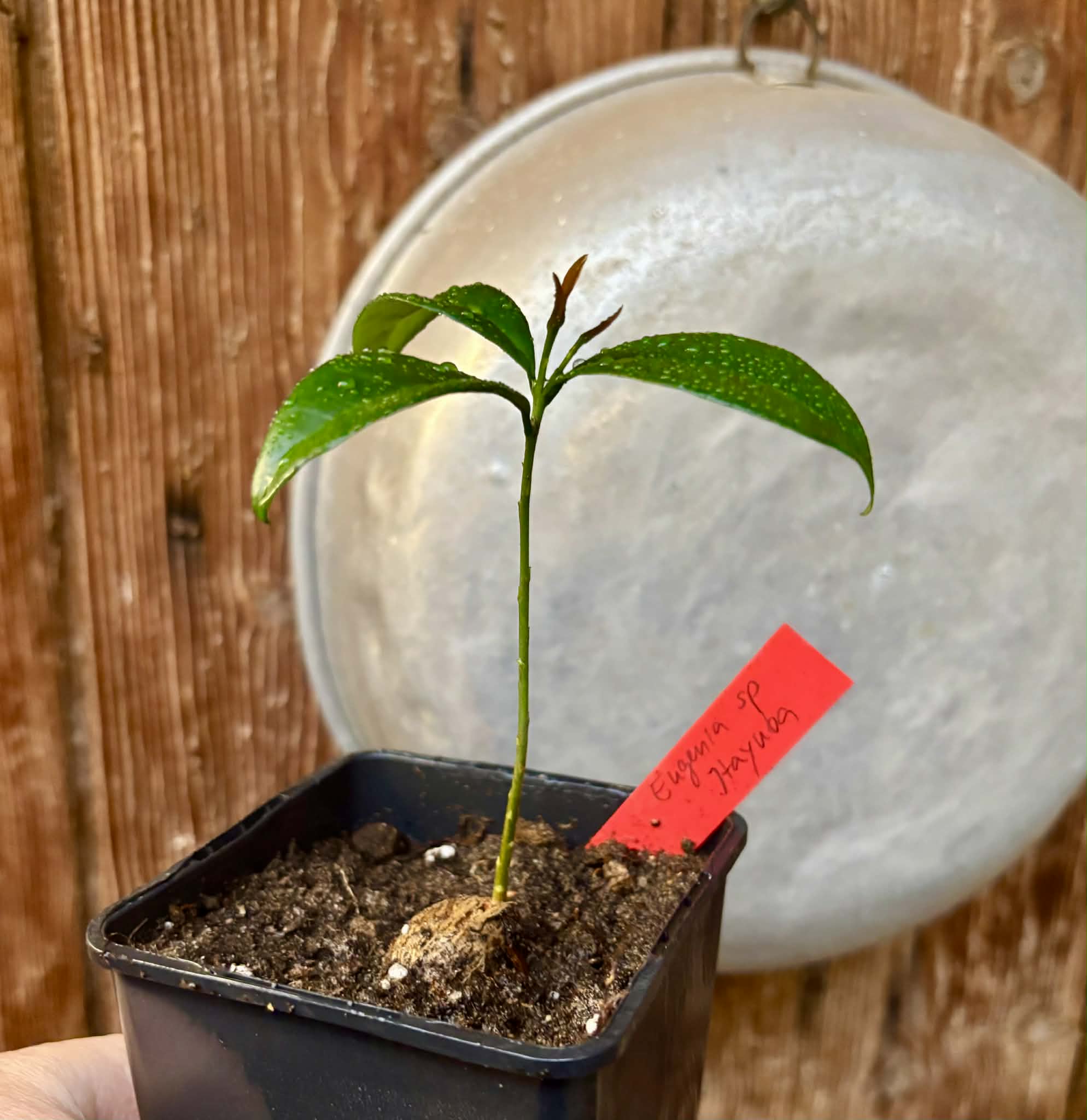 Eugenia sp Itayuba - 1 potted seedling / 1 getopfter Sämling