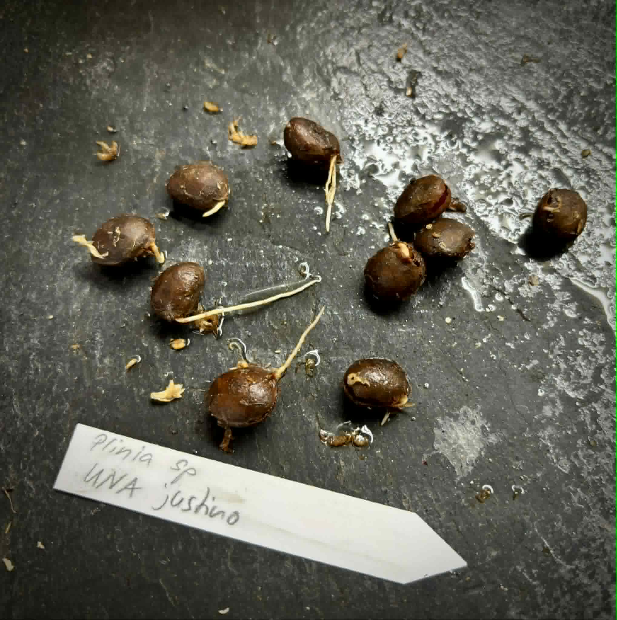 Plinia sp UNA justino -  1 germinated seed / 1 gekeimter Samen