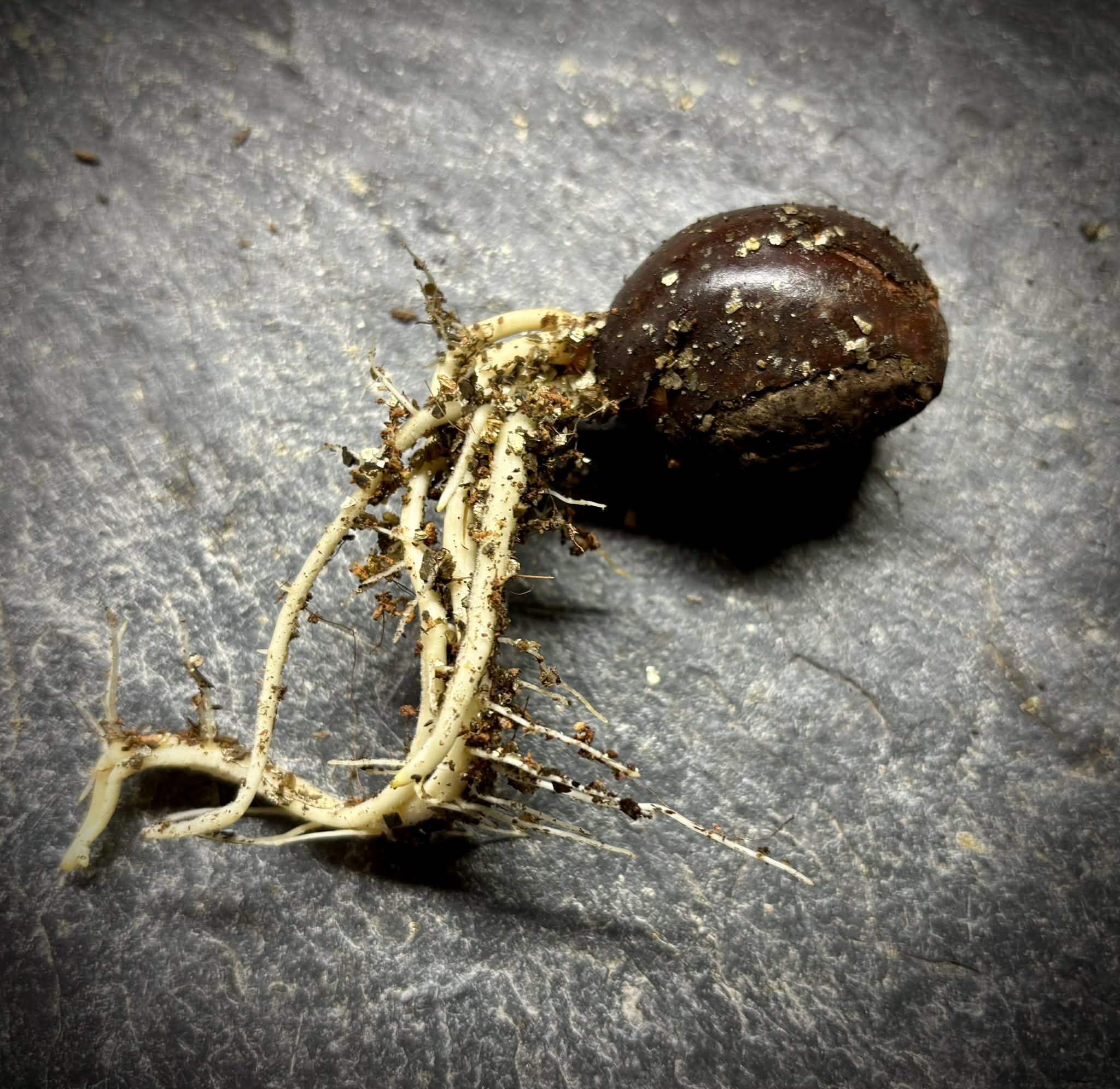 Canistel var. Bruce  (Lucuma campechiana) - 1 germinated seed / 1 gekeimter Samen