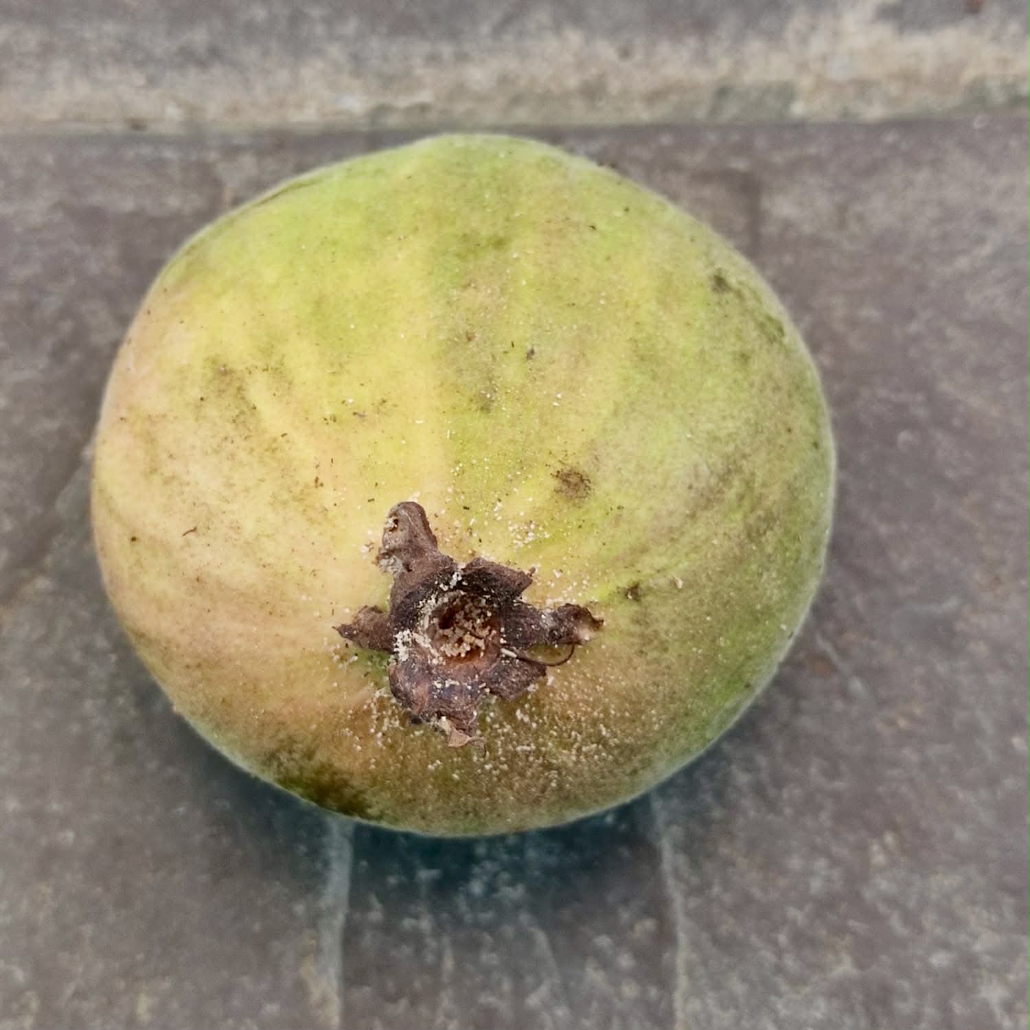 only 1 seed available - Pre-Order - Plinia rara Vermelha - 1 fresh seed / 1 frischer Samen