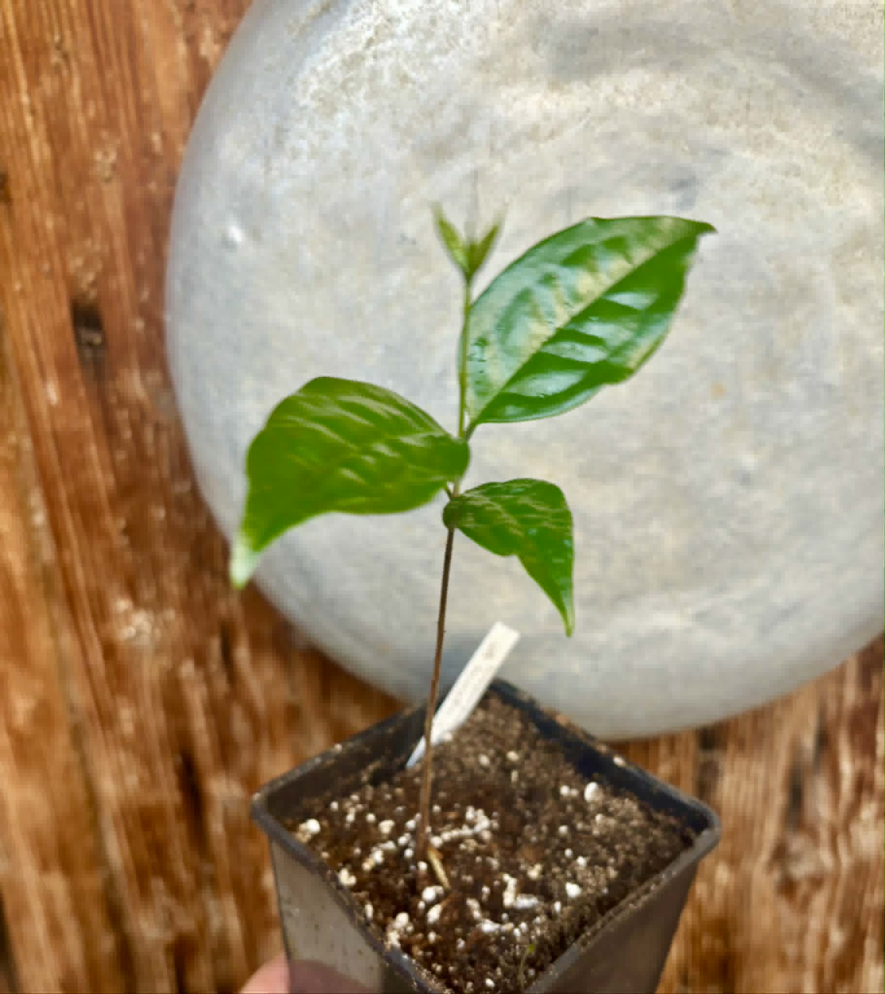Eugenia sp Carambola - 1 potted seedling / 1 getopfter Sämling