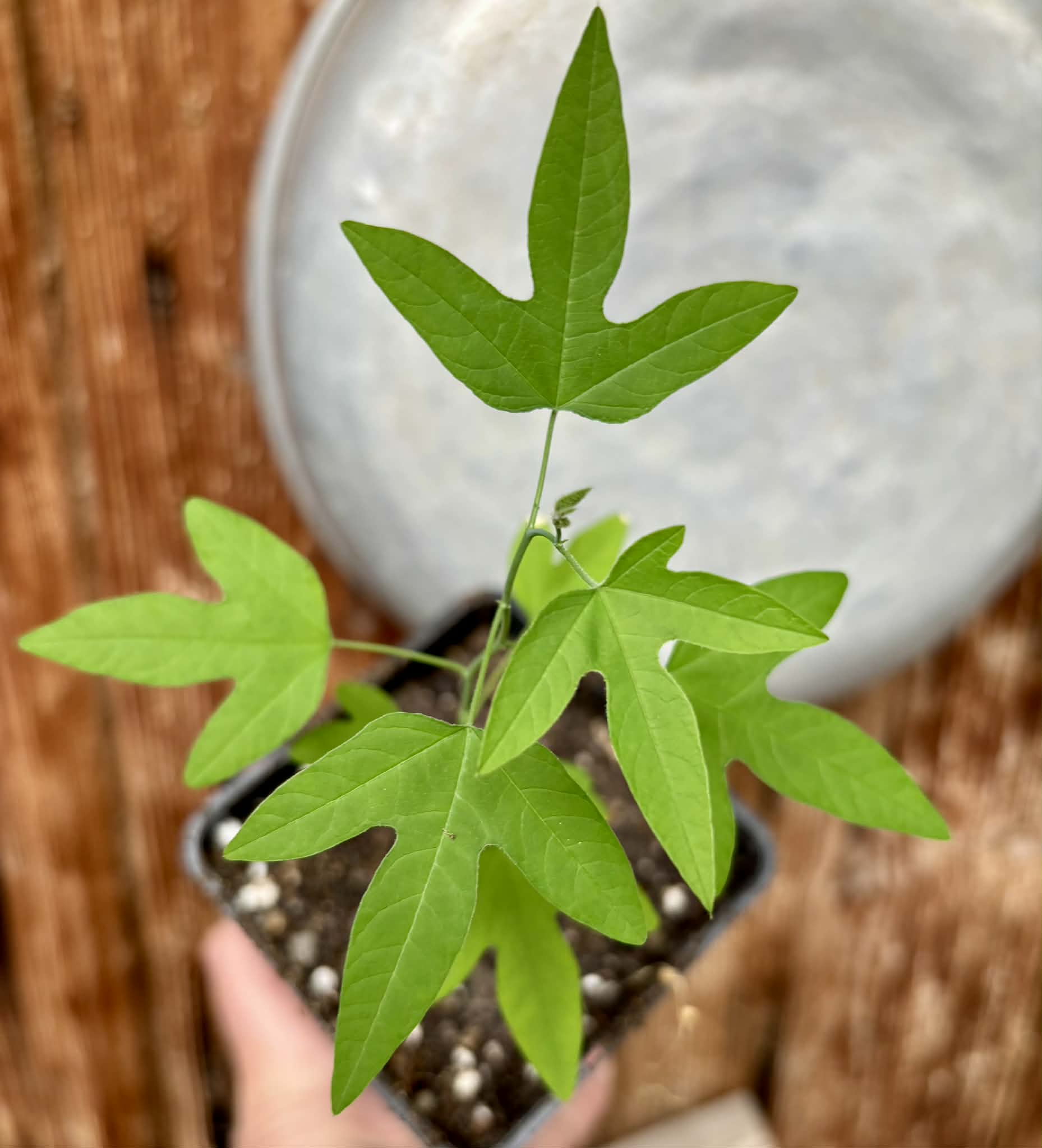 Maracuja do Cerrado (Passiflora cincinnata) - 1 potted seedling / 1 getopfter Sämling