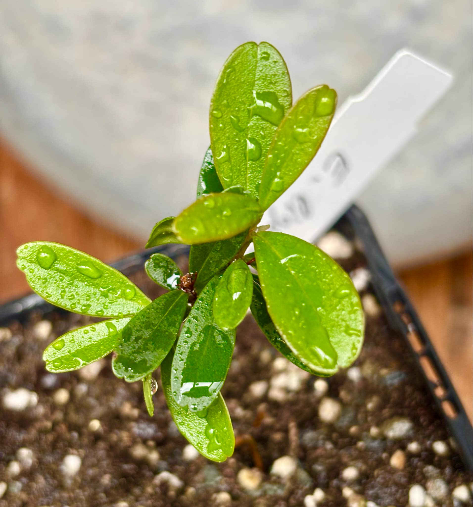 Eugenia ligustrina - 1 potted plant / 1 getopfte Pflanze