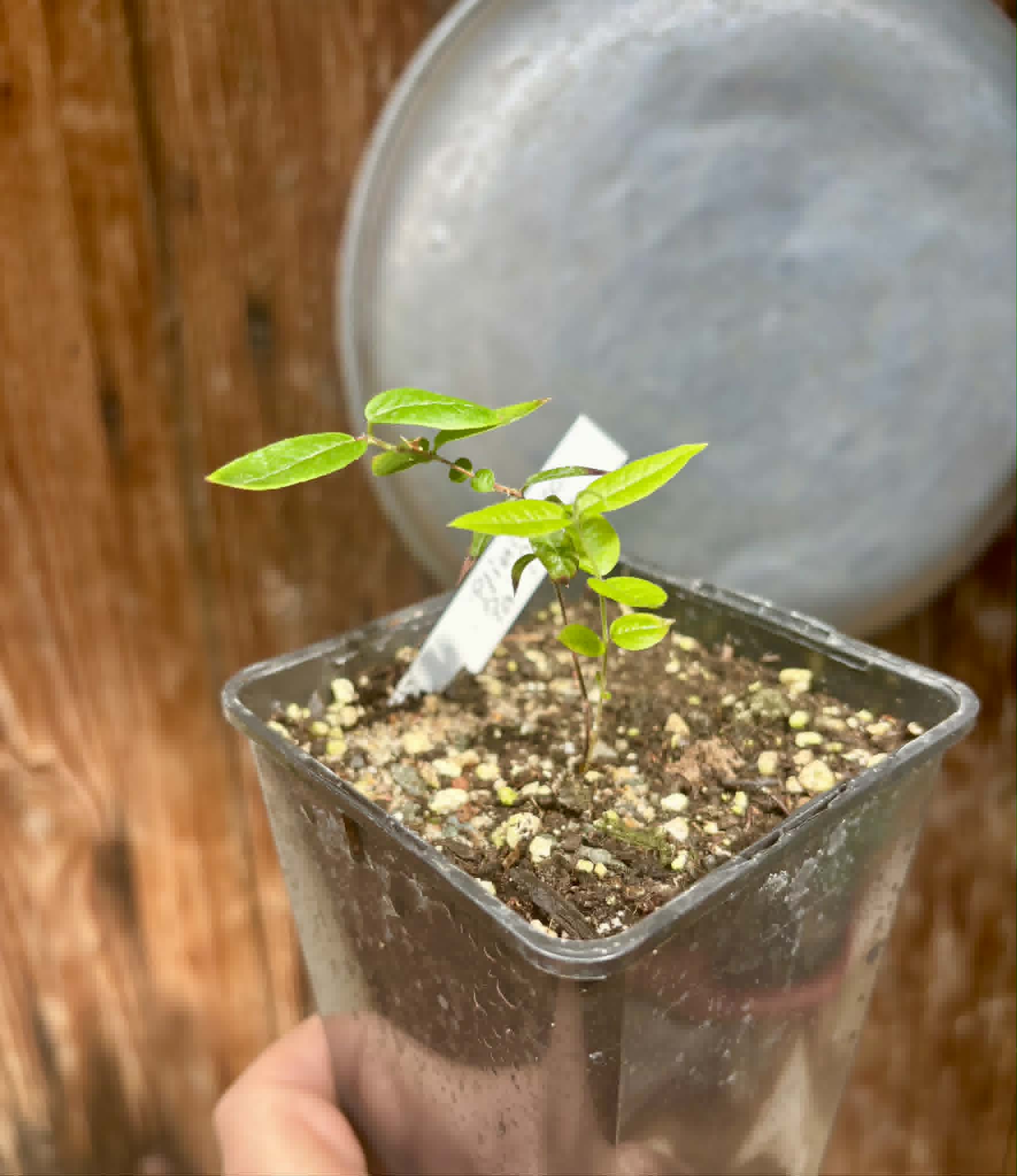 Plinia sp Pai Pedro -  1 potted seedling  / 1 getopfter Sämling