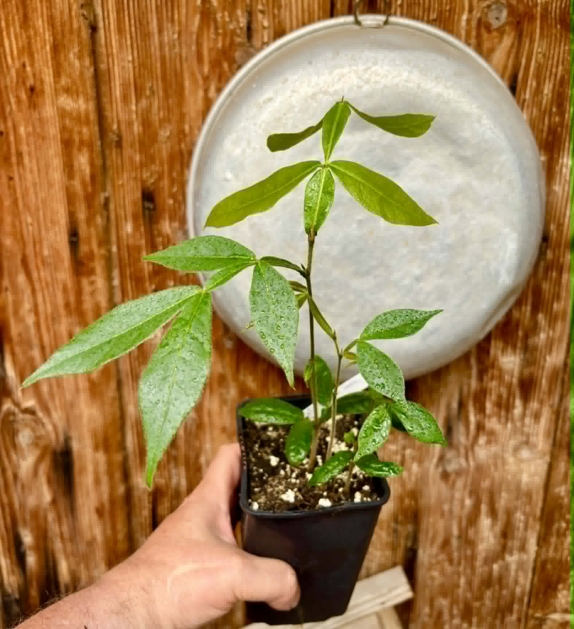 3 in 1 pot - Inga vera  - 3 seedlings in one pot / 3 Sämlinge in einem Topf