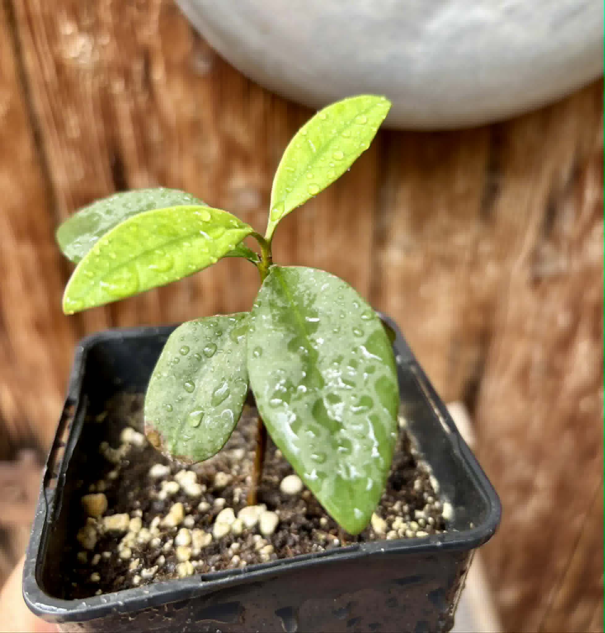 Eugenia sp Unana -  1 potted seedling / 1 getopfter Sämling