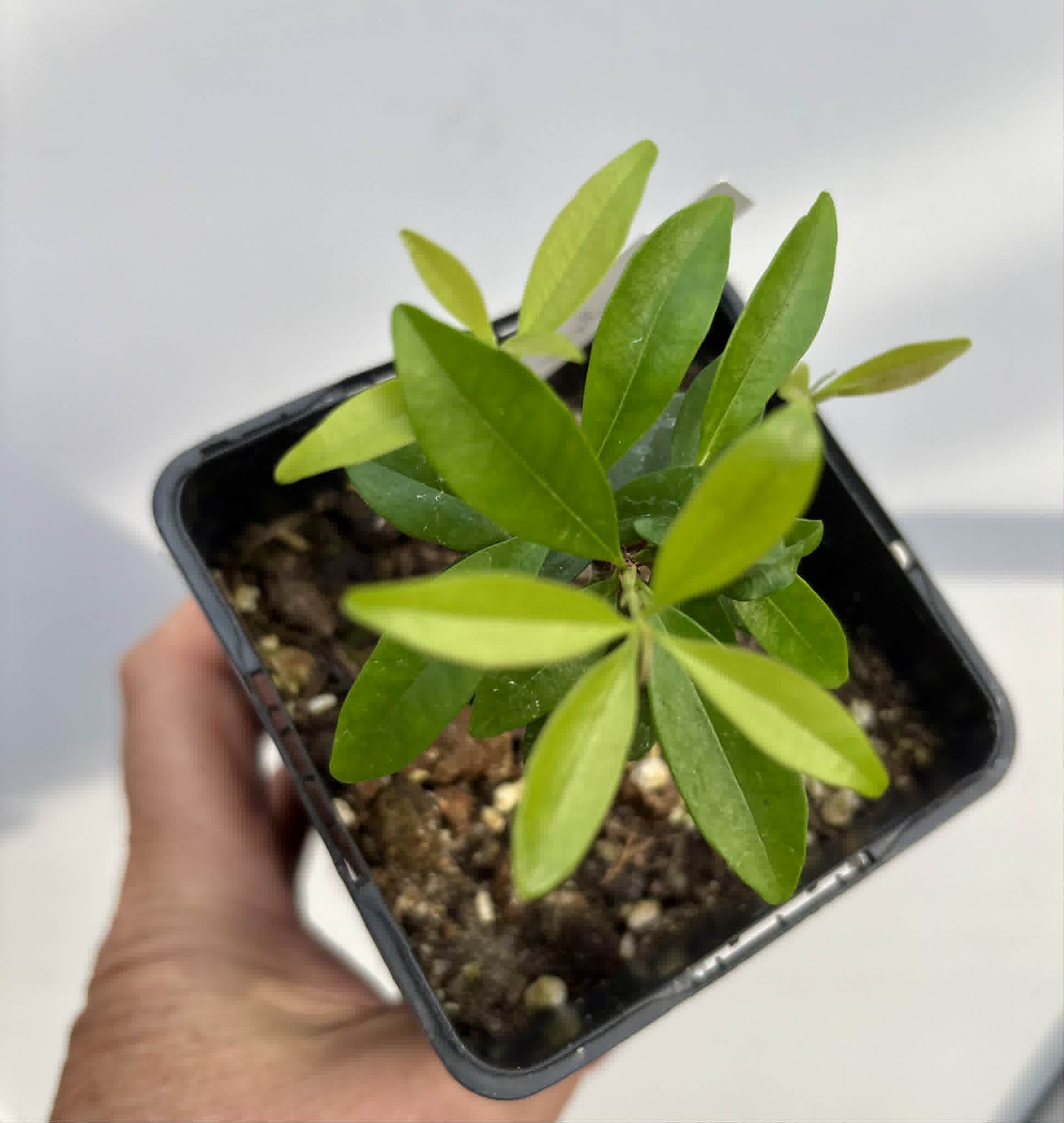 Eugenia sp Nova Rio Guari - 1 potted seedling / 1 getopfter Sämling