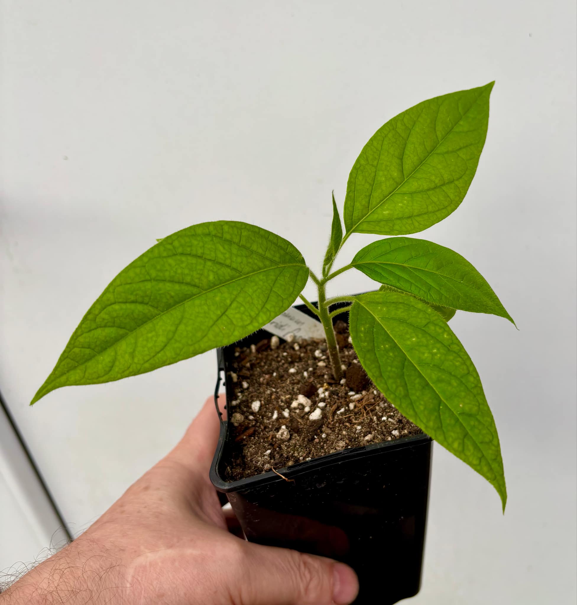 Solanum luridifuscescens - Tomatao Verde Piloso - 1 small potted seedling / 1 kleiner, getopfter Sämling Solanum luridifuscescens - Tomatao Verde Piloso - 1 small potted seedling / 1 kleiner, getopfter Sämling