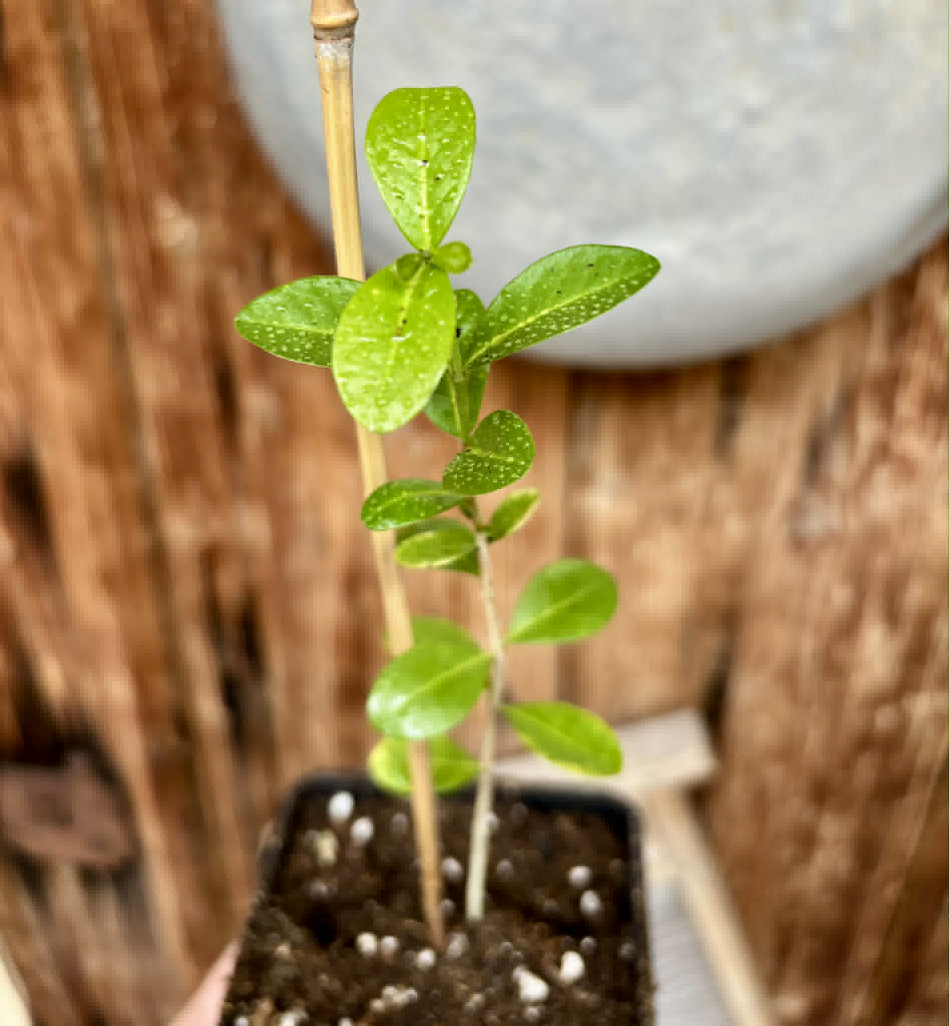 Acerola (Malpighia glabra) - 1 potted seedling / 1 getopfter Sämling