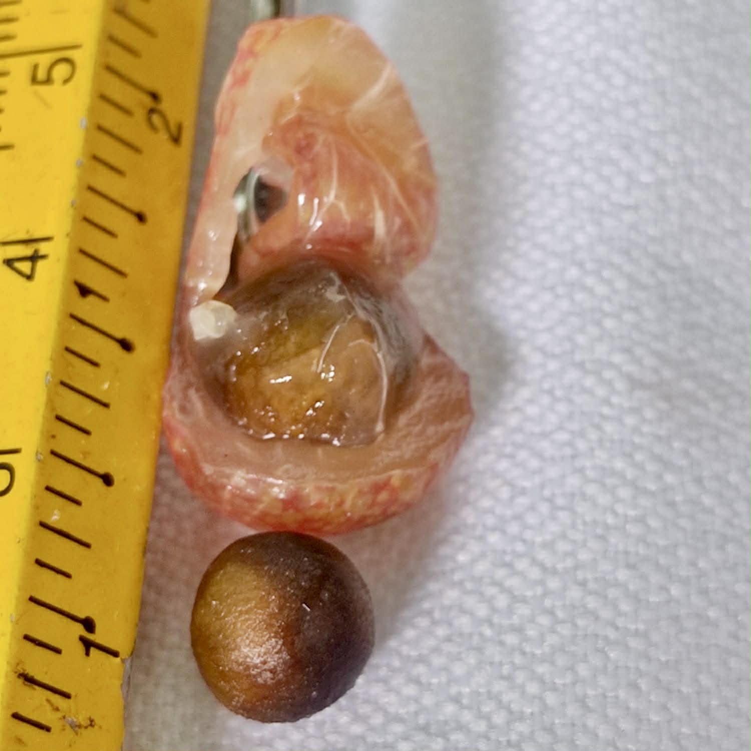 only 2 seeds available - Pre Order - Myrciaria sp Serra de Jiboia -  1 fresh seed / 1 frischer Samen