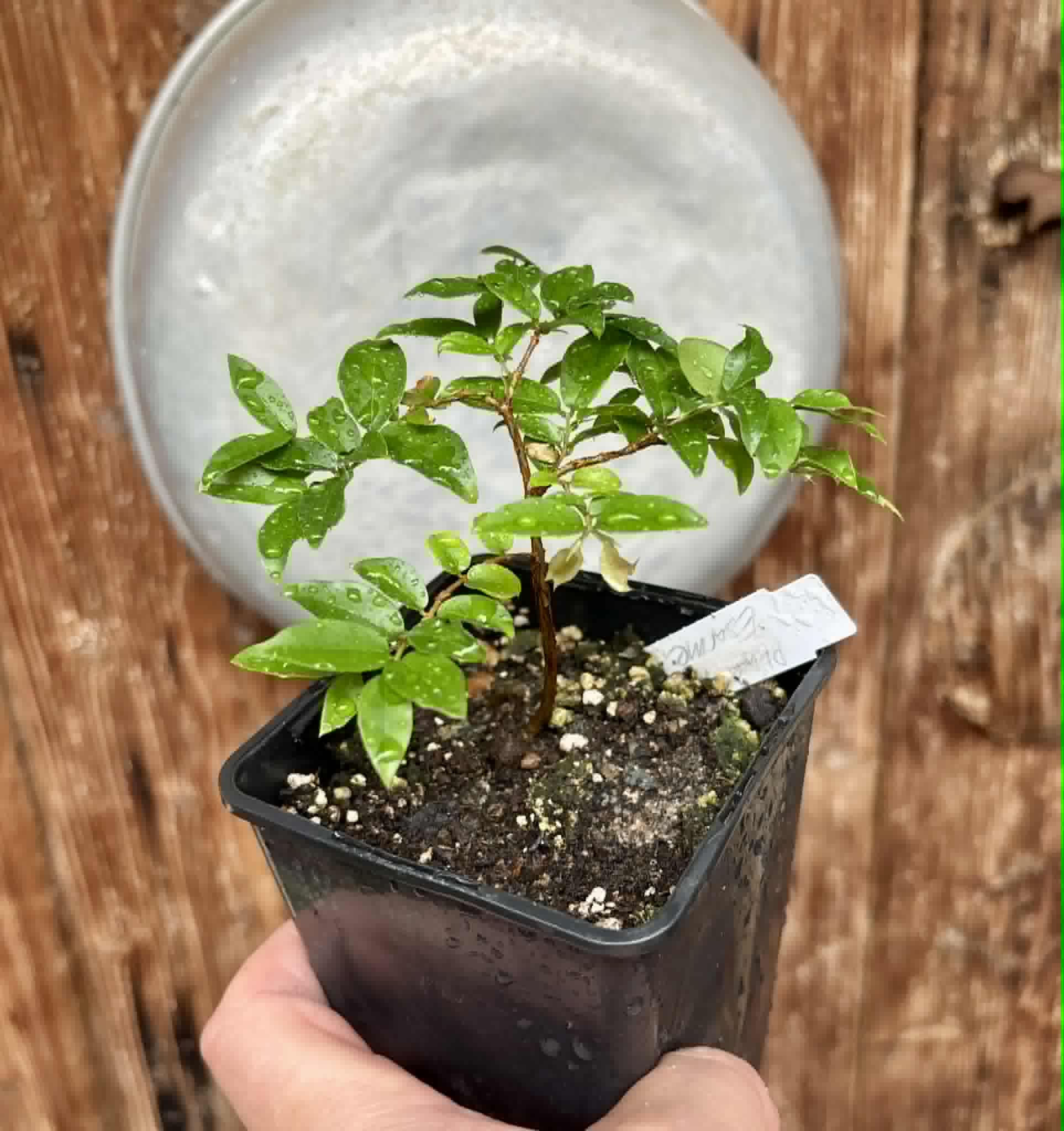 Jaboticaba - Plinia sp Esarme -  1 potted seedling / 1 getopfter Sämling