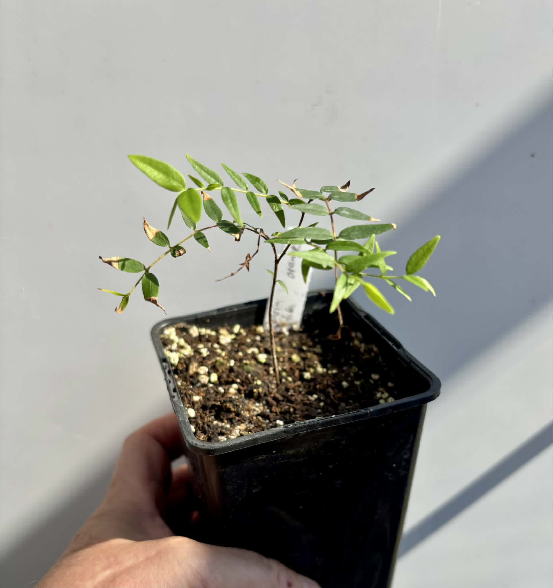 Myrciaria cuspidata ORANGE - 1 potted plant / 1 getopfte Pflanze 