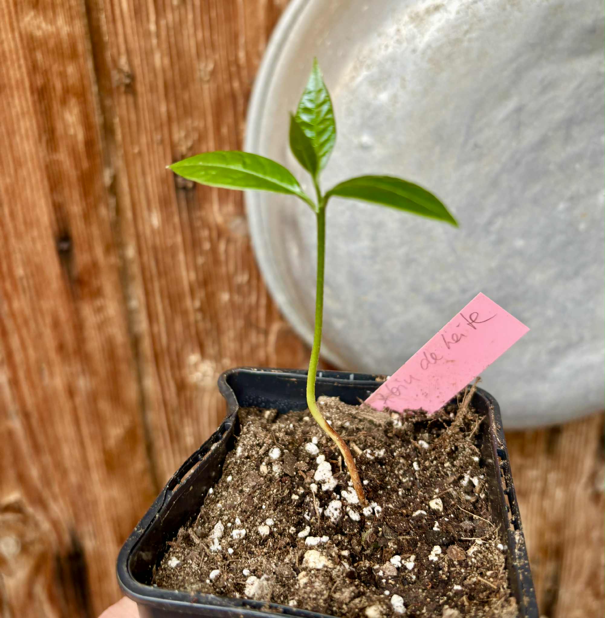 Abiu de Leite (Sarcaulus sp) - 1 potted seedling / 1 getopfter Sämling
