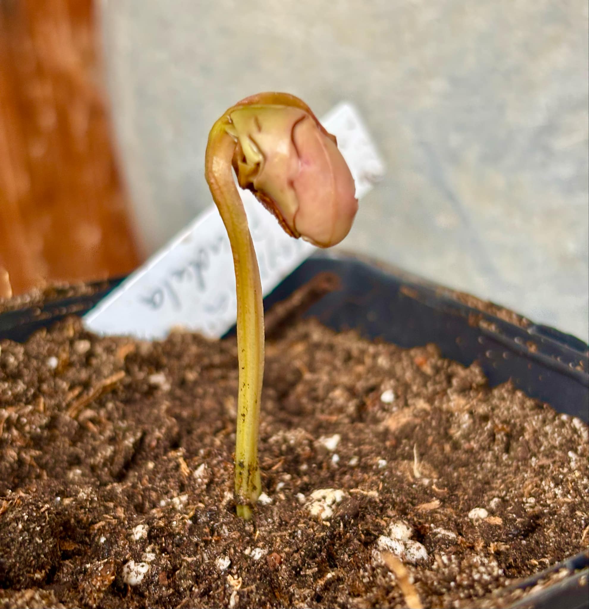 Myrcia sp Pendula -  1 fresh potted seedling / 1 frisch getopfter Sämling