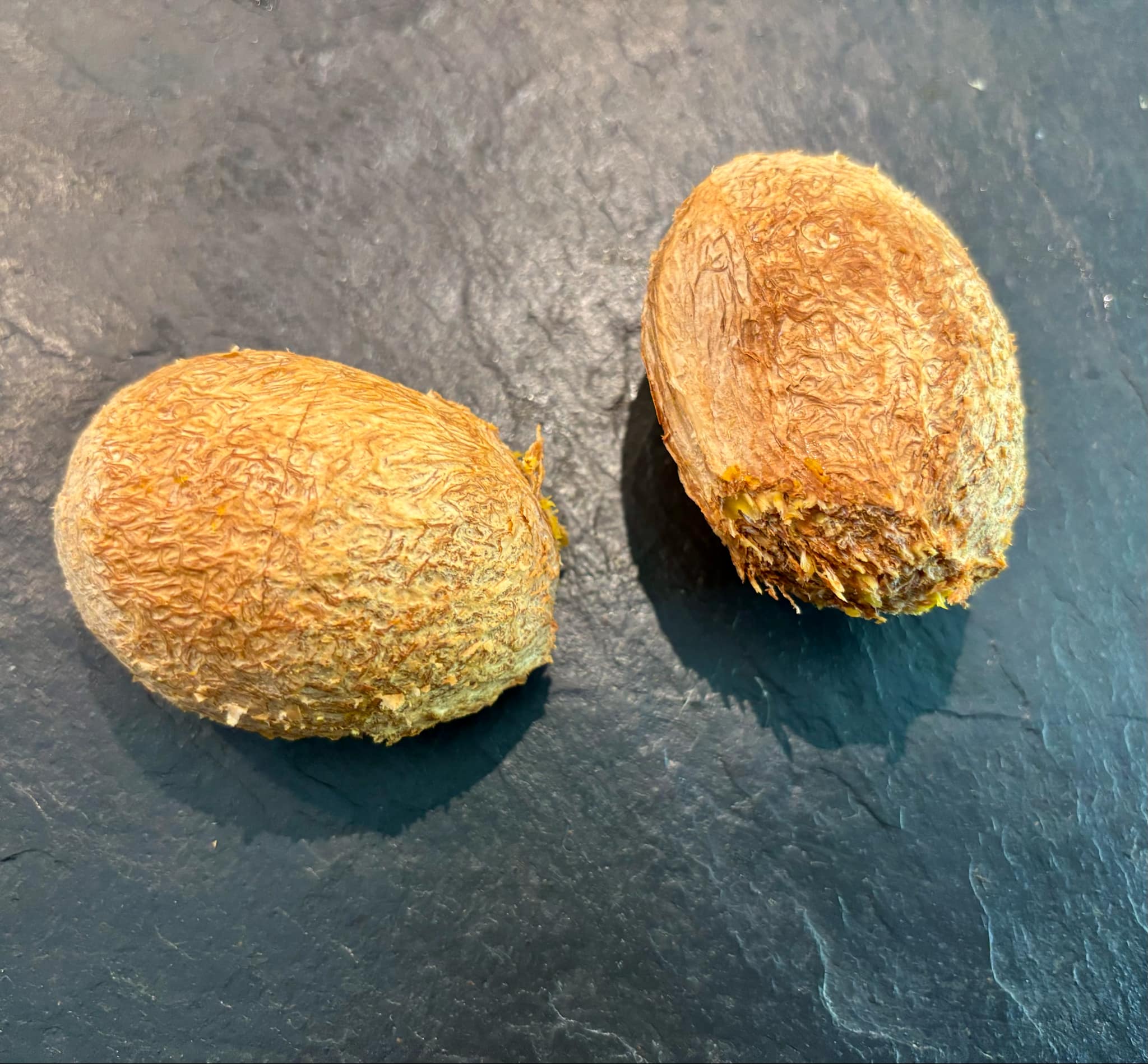 Mamey Apple (Mammea americana) - 1 fresh seed / 1 frischer Samen