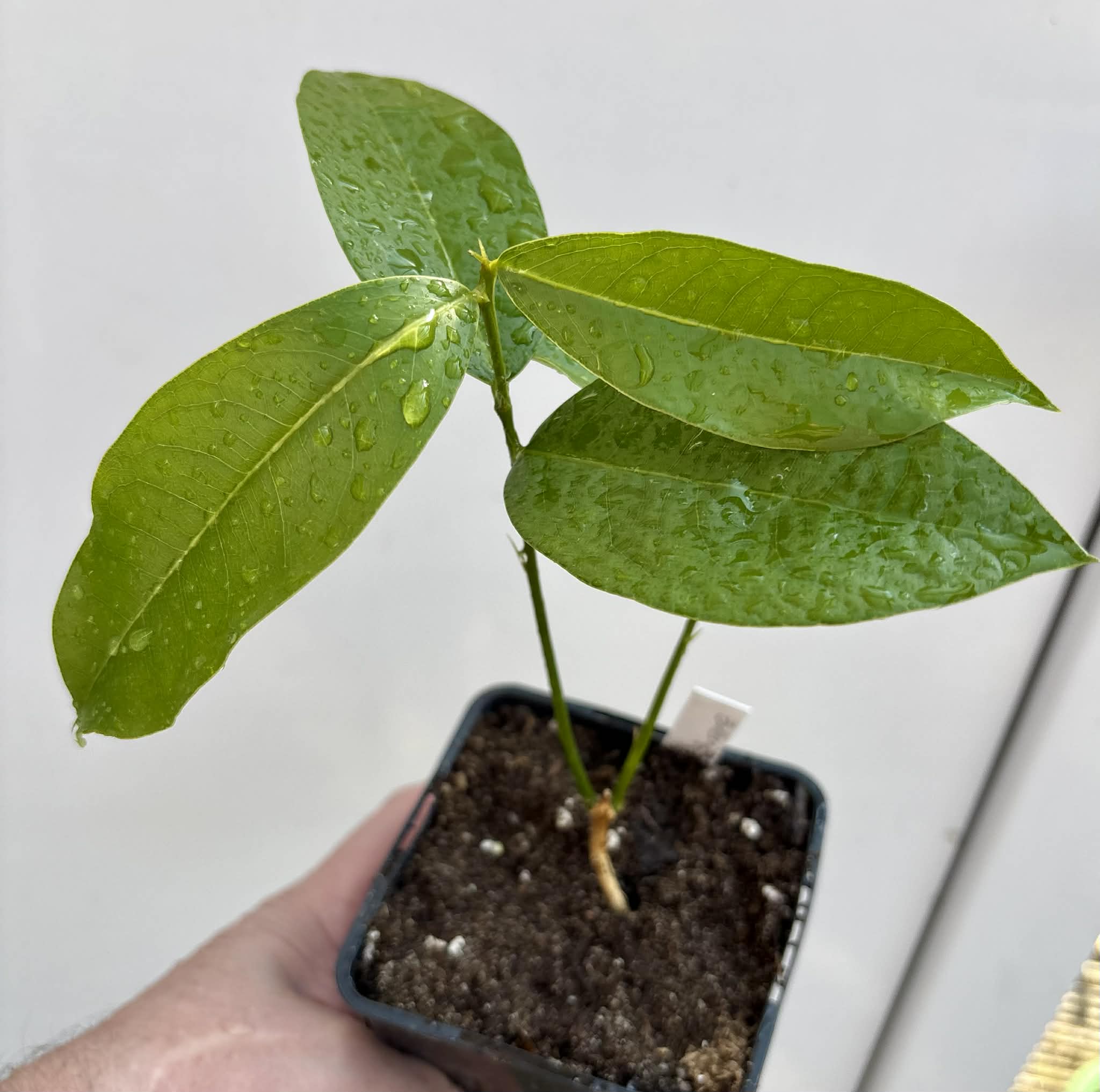Zollernia ilicifolia - 1 potted seedling / 1 getopfter Sämling