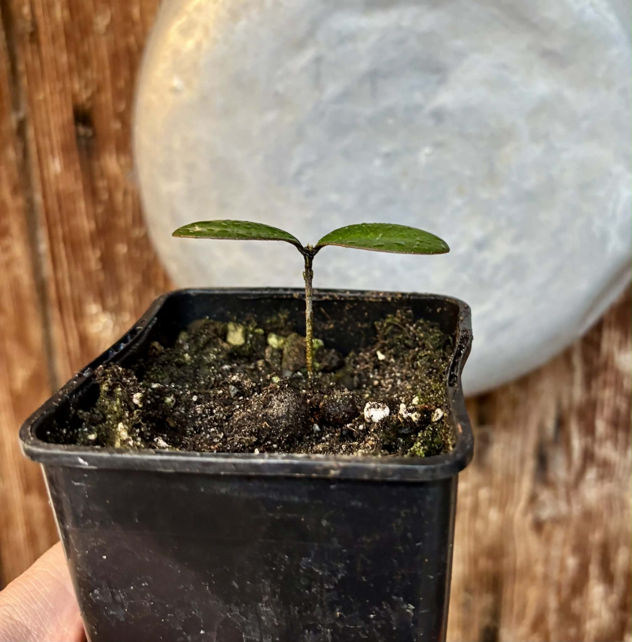 Eugenia sp Pindoca - 1 potted seedling / 1 getopfter Sämling