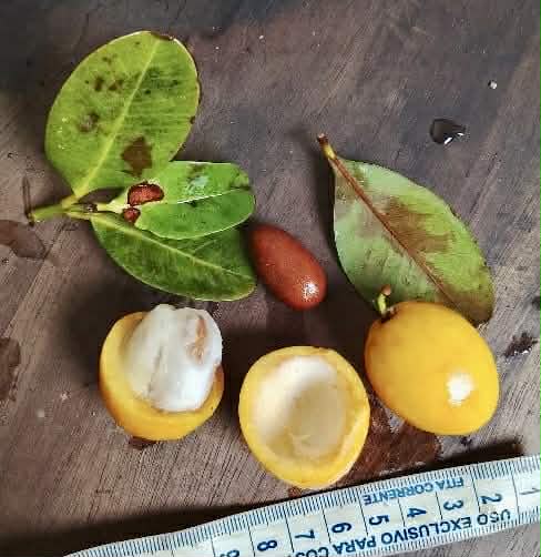 Pre Order - Garcinia sp Maruim - 1 fresh seed / 1 frischer Samen