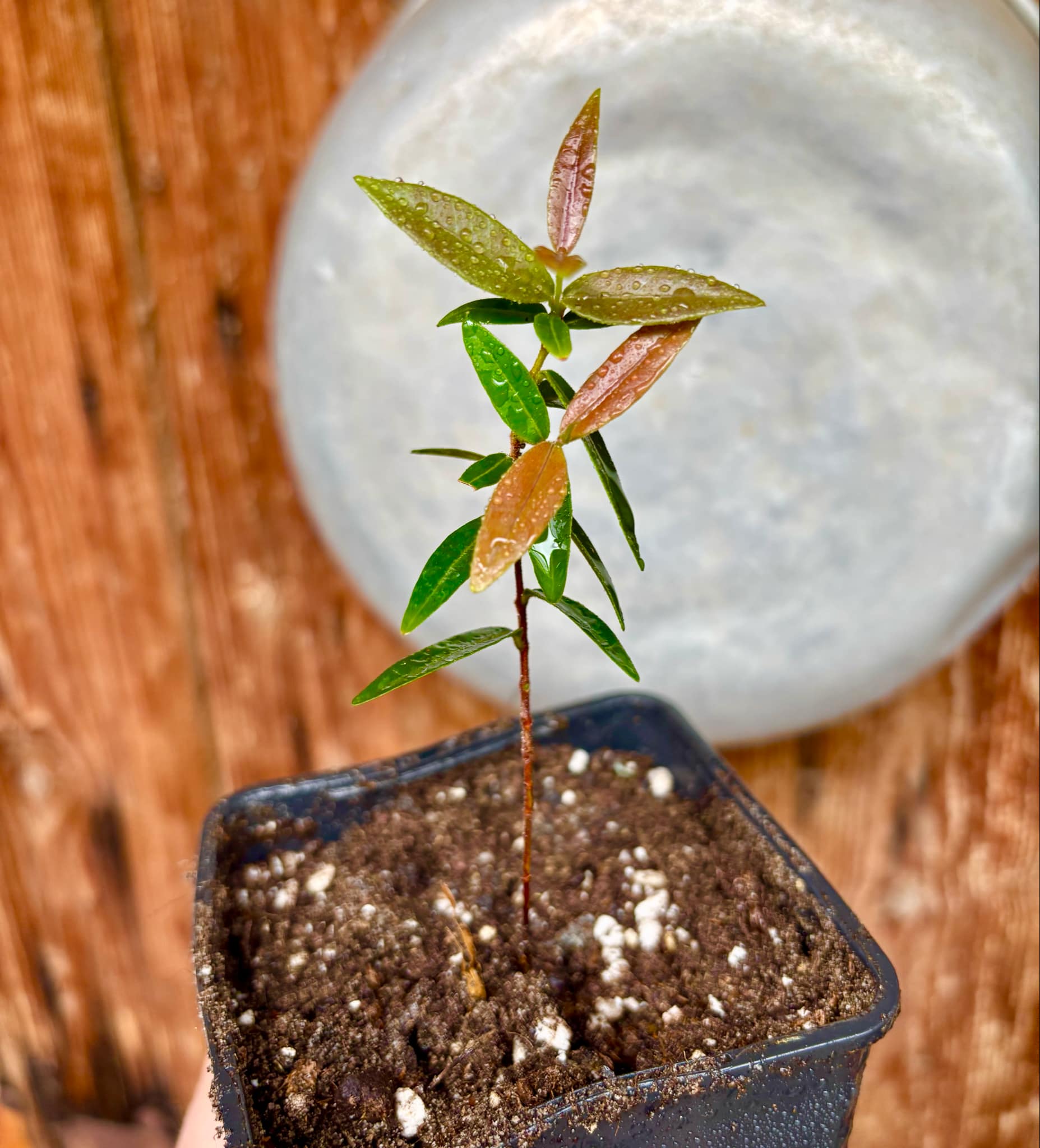 Guamirim amarelo (Calyptranthes sp) - potted plant / getopfte Pflanze