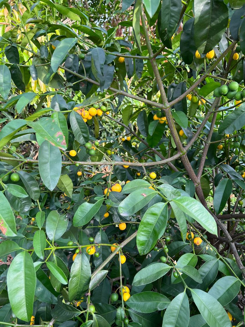 Garcinia brasiliensis - Bacupari -  1 germinated seed / 1 gekeimter Samen