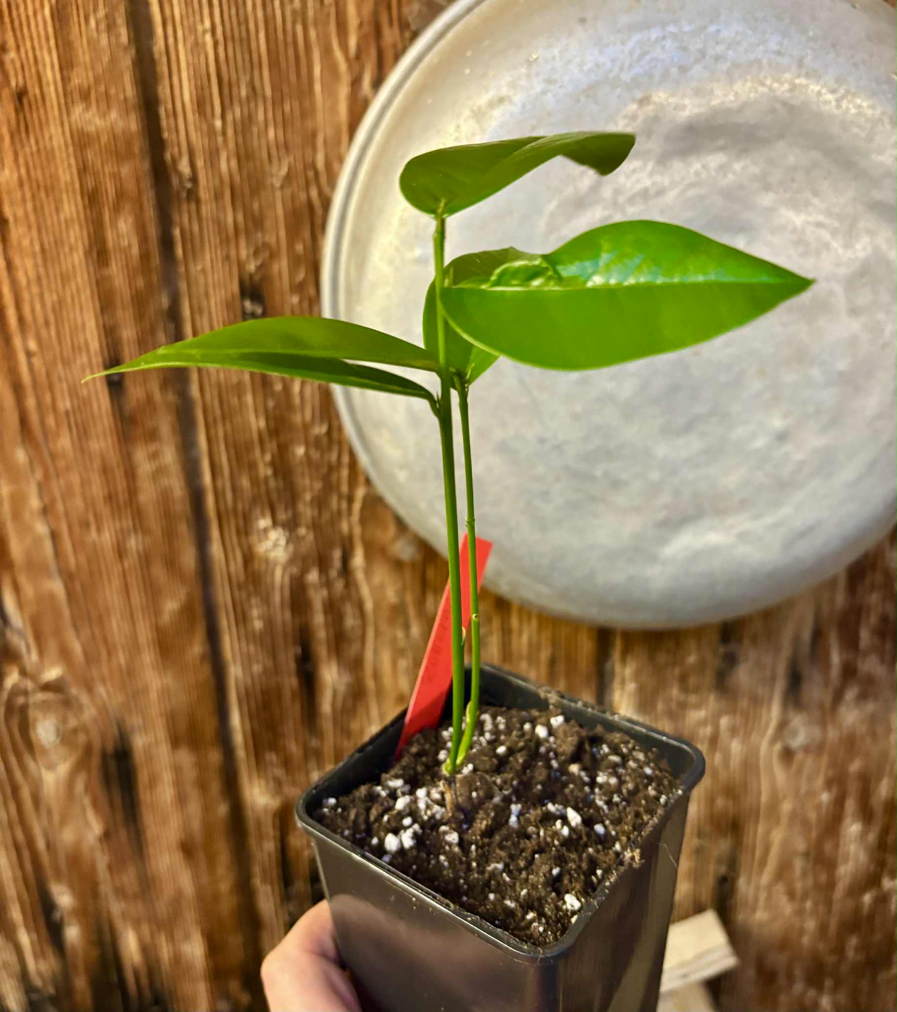 Zollernia ilicifolia - 1 potted seedling / 1 getopfter Sämling