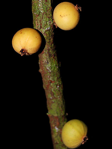 Plinia povedae - 1 potted seedling / 1 getopfter Sämling