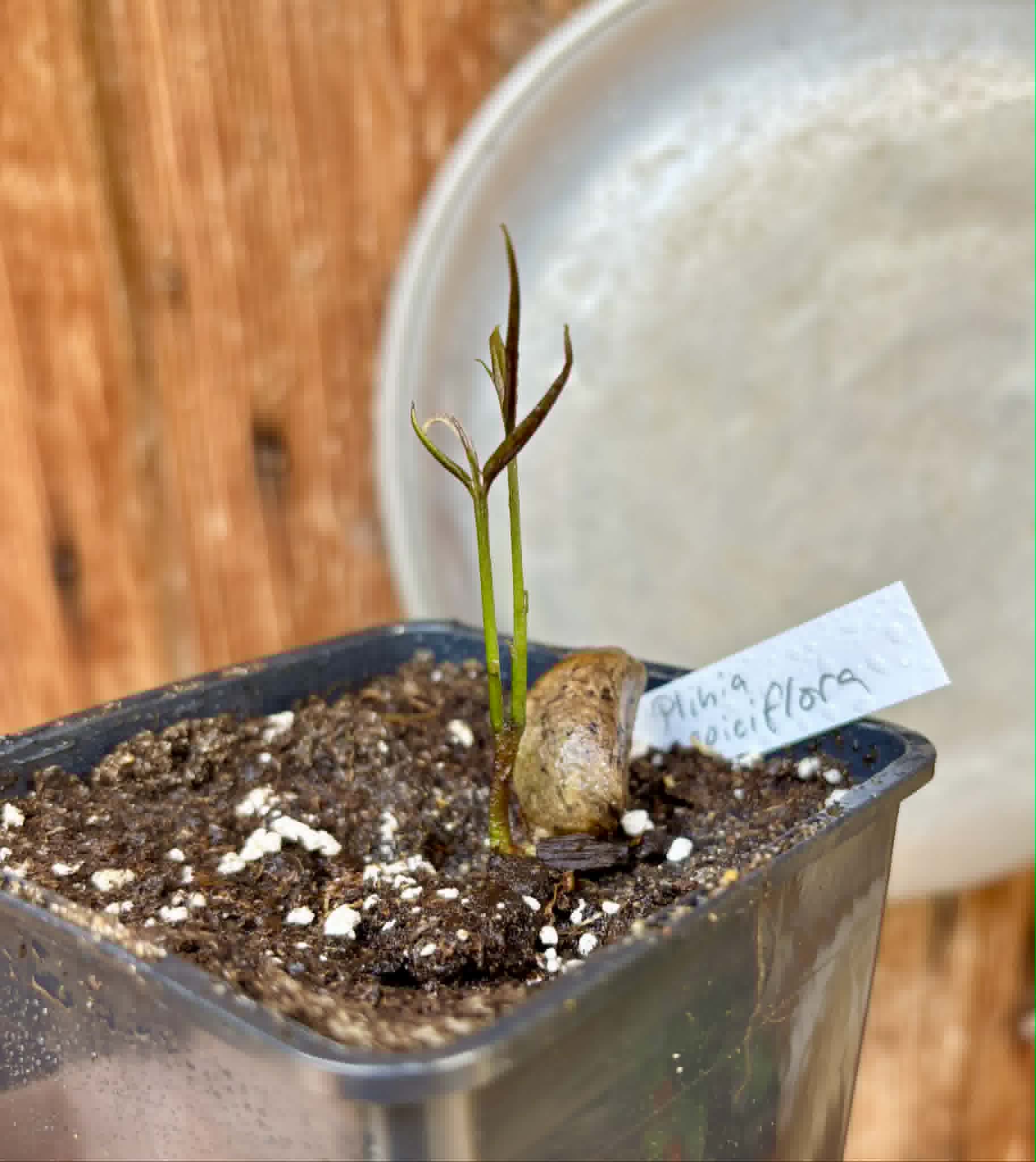 Plinia spiciflora -  1 potted seedling / 1 getopfter Sämling