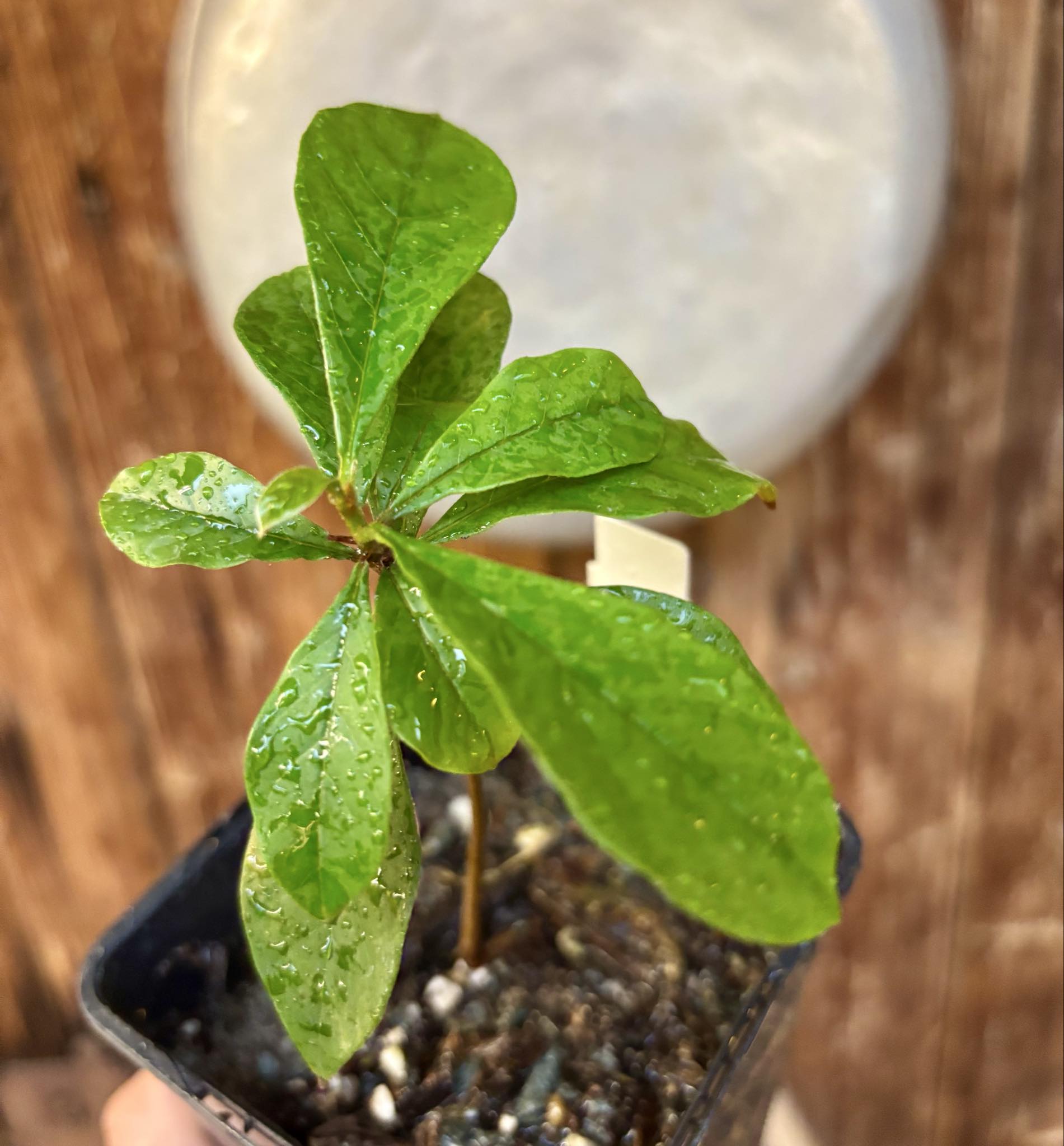 Marmixa (Pradosia lactescens) - 1 potted plant / 1 getopfte Pflanze Marmixa (Pradosia lactescens) - 1 potted plant / 1 getopfte Pflanze