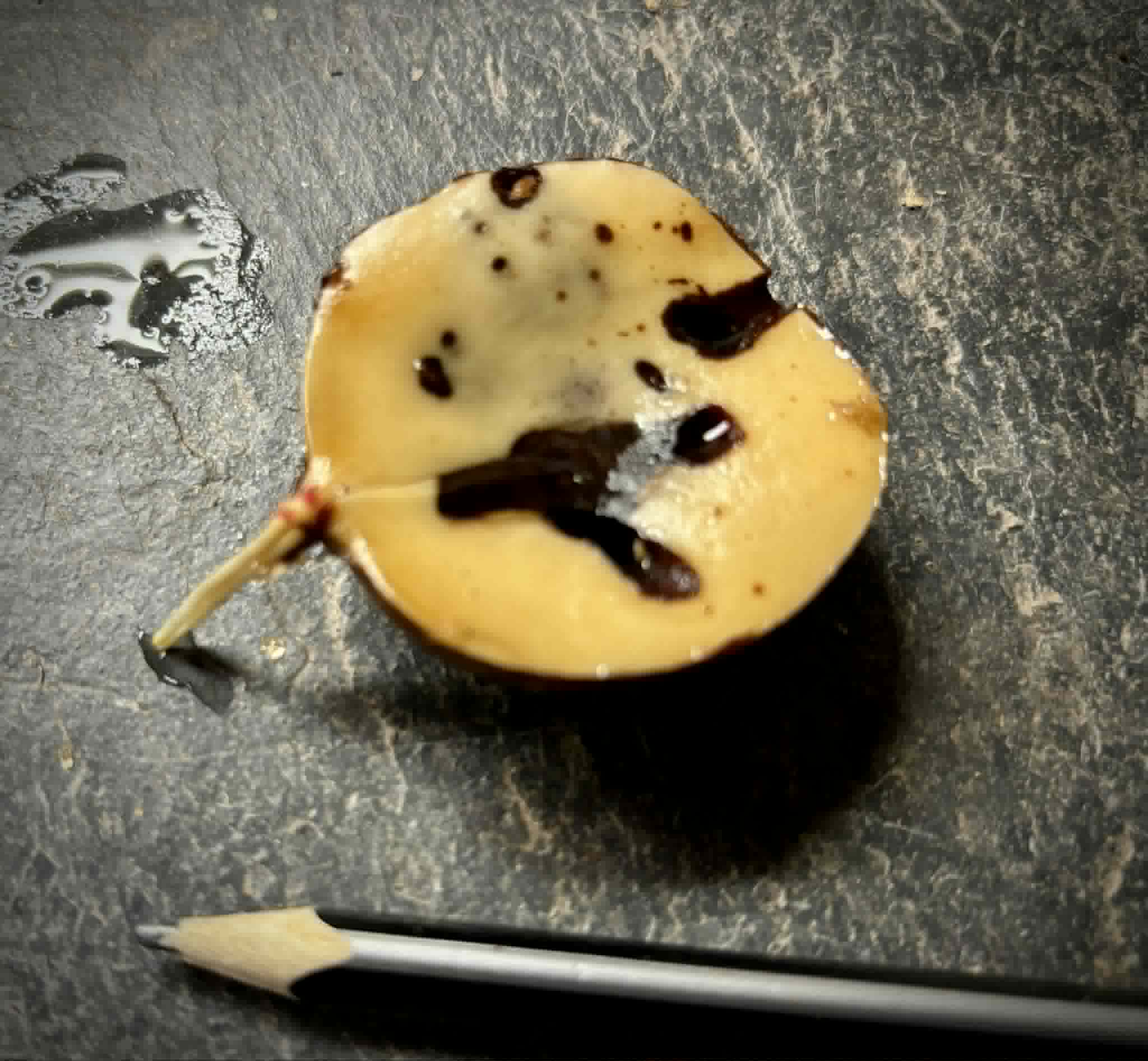 Plinia longiacuminata RED -  1 germinated seed / 1 gekeimter Samen