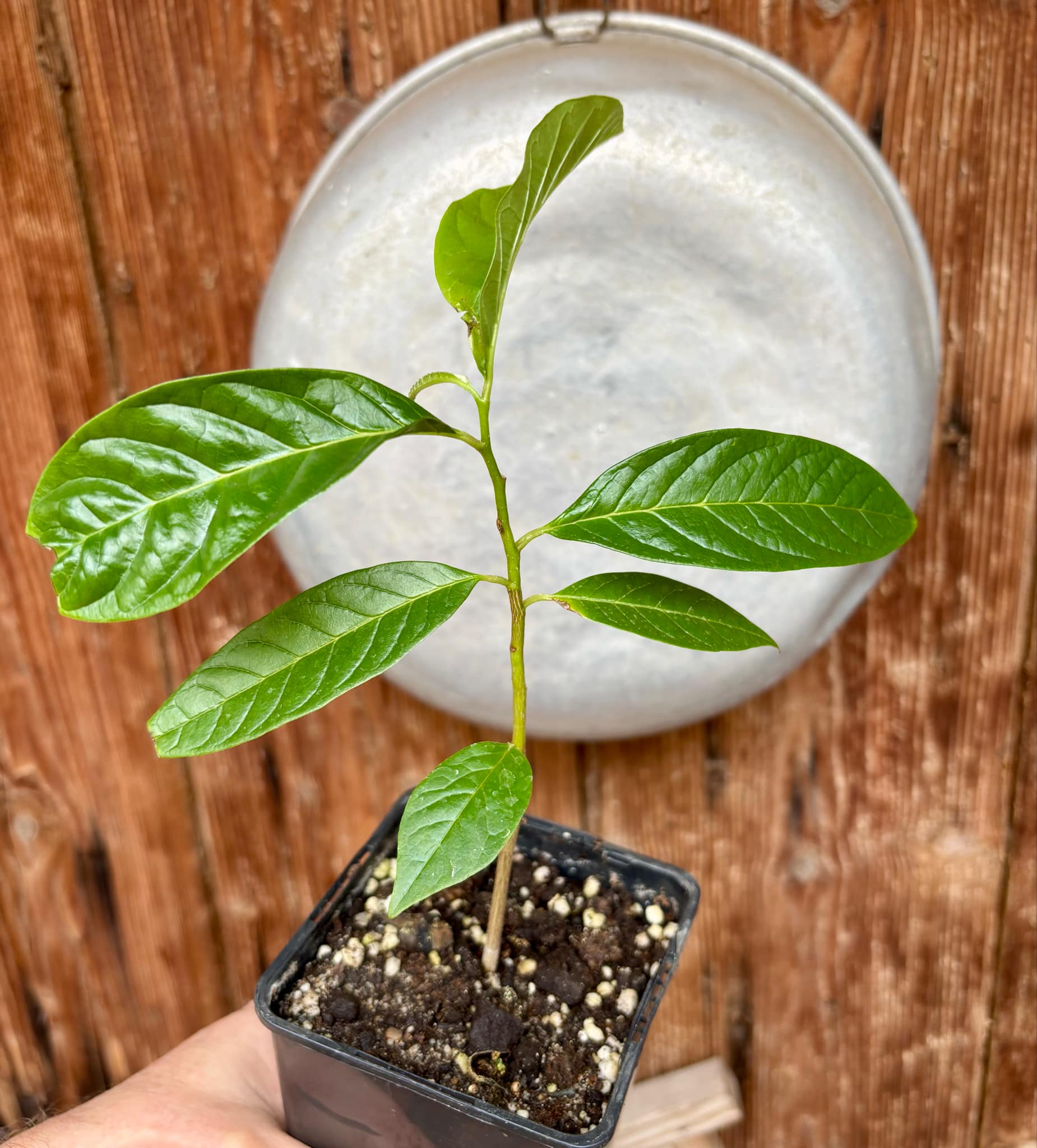 Annona reticulata big pink-red variety - 1 potted plant / 1 getopfte Pflanze