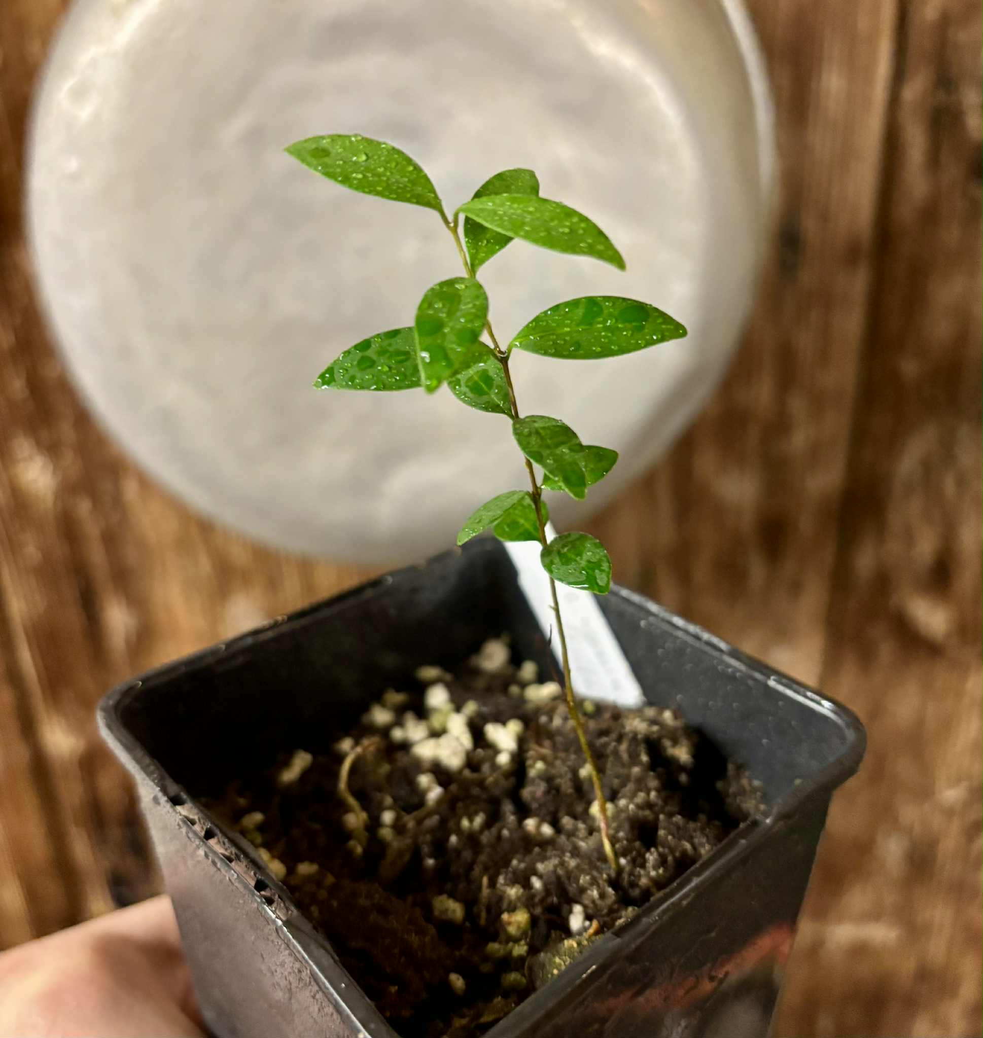 Eugenia sp Uvitas -  1 small potted seedling / 1 kleiner, getopfter Sämling