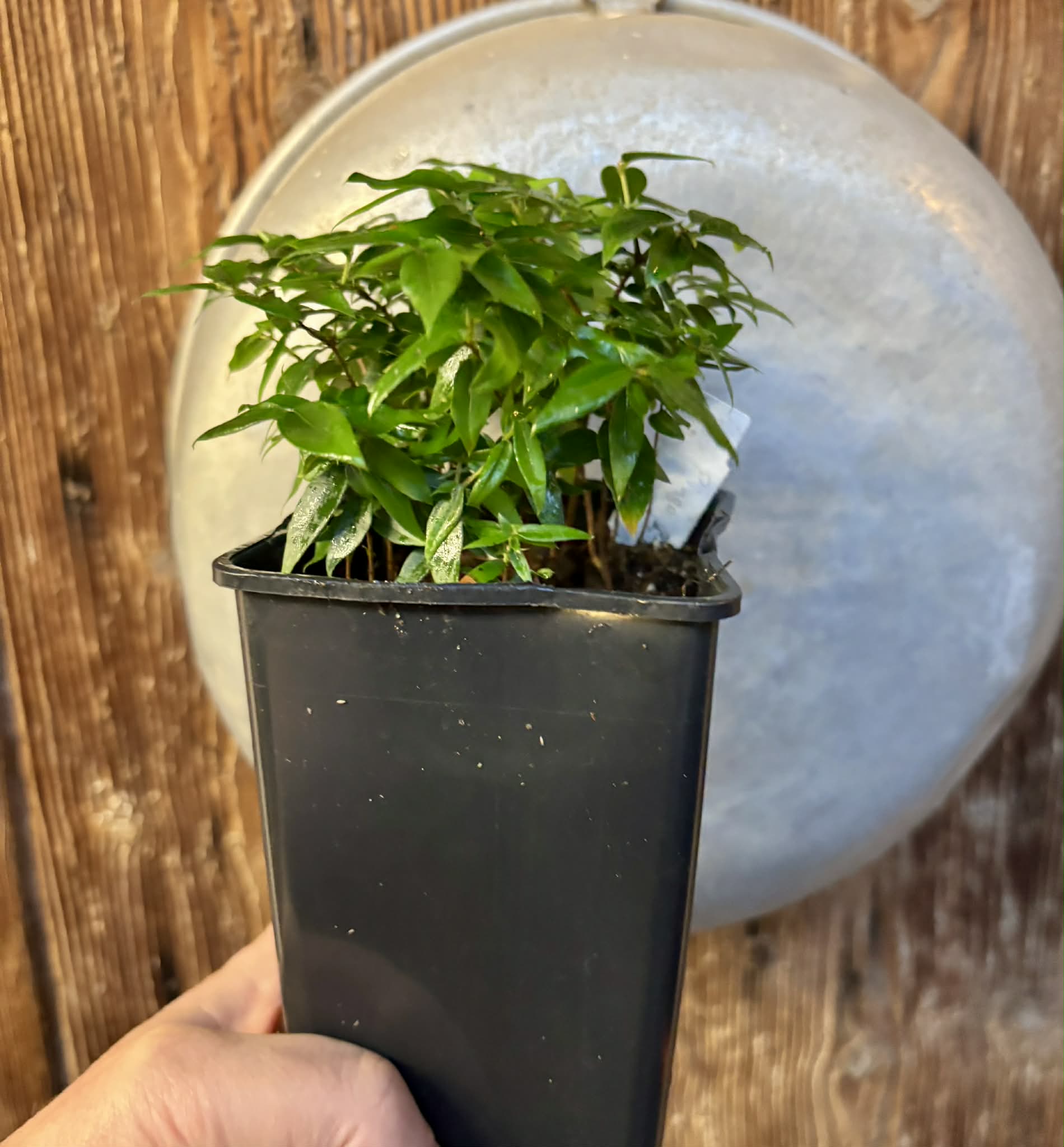 16 in 1 pot - Jaboticaba - Plinia sp Pingo de Mel (Vilela A3) -  1 potted seedling / 1  getopfter Sämling