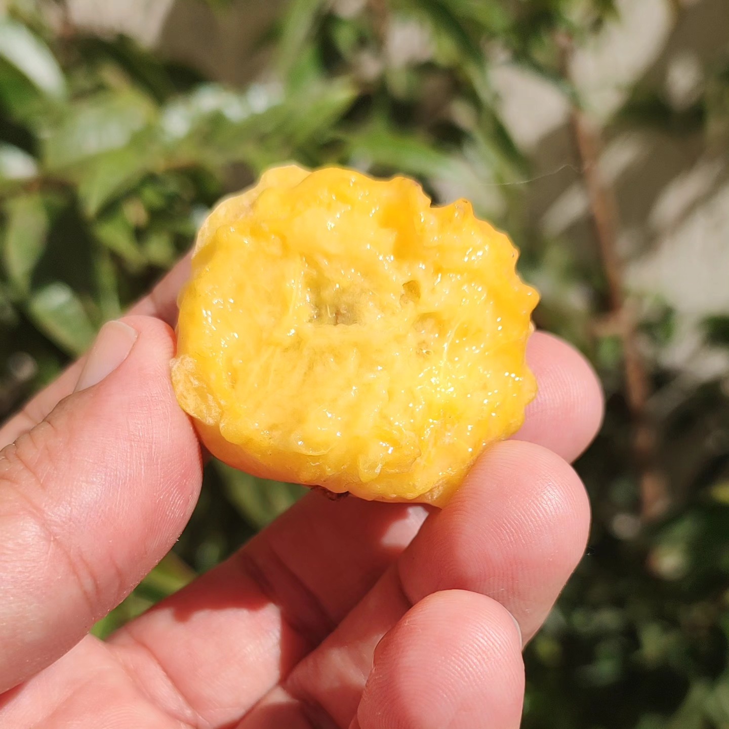 Eugenia sp La de Carneiro - 1 potted plant / 1 getopfte Pflanze