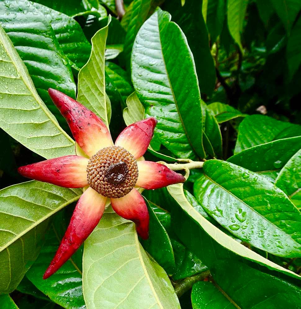 Civet Banana (Uvaria grandiflora) -  1 fresh seed / 1 frischer Samen