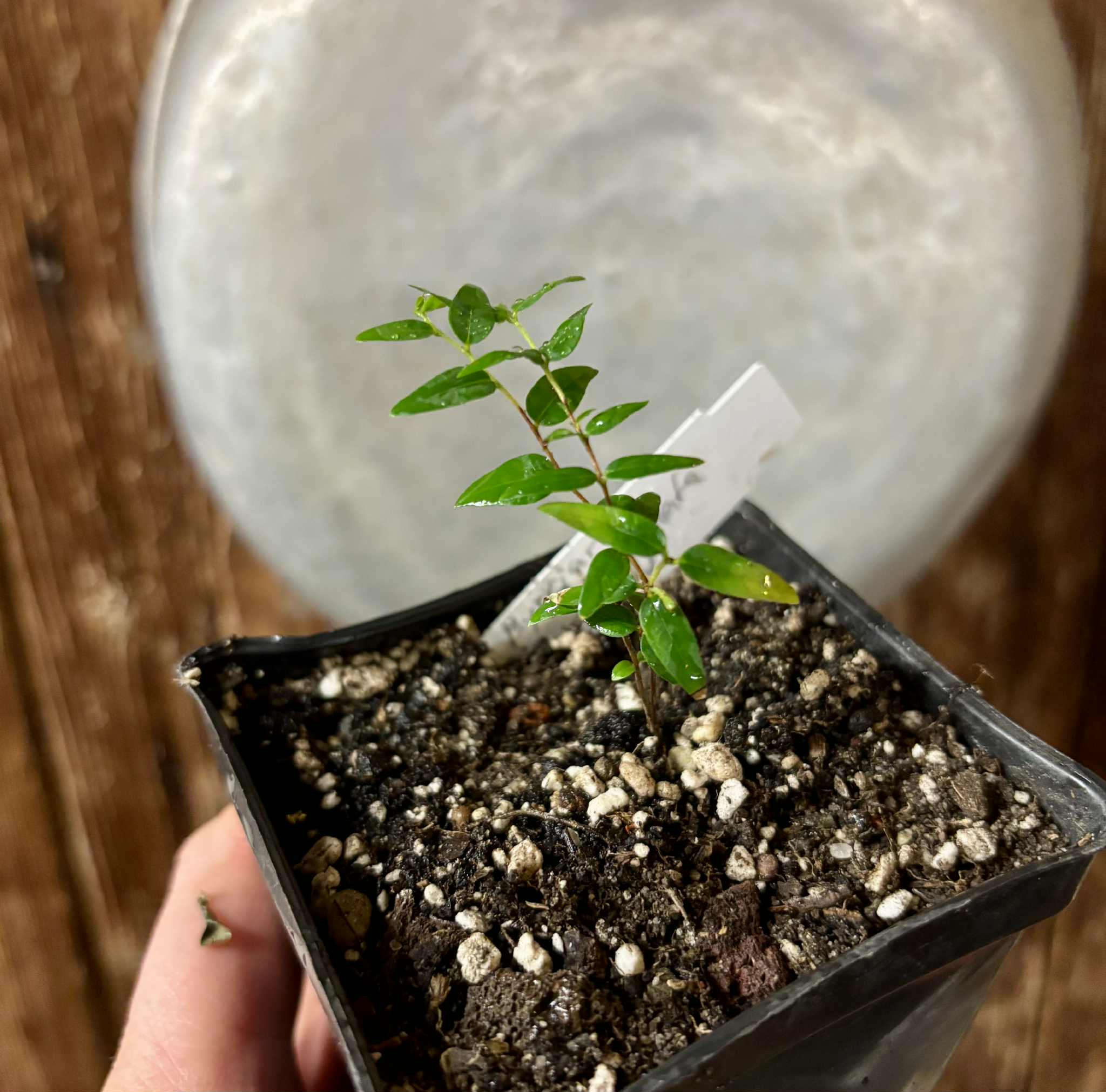 Myrciaria cuspidata YELLOW - 1 small potted plant / 1 kleine, getopfte Pflanze