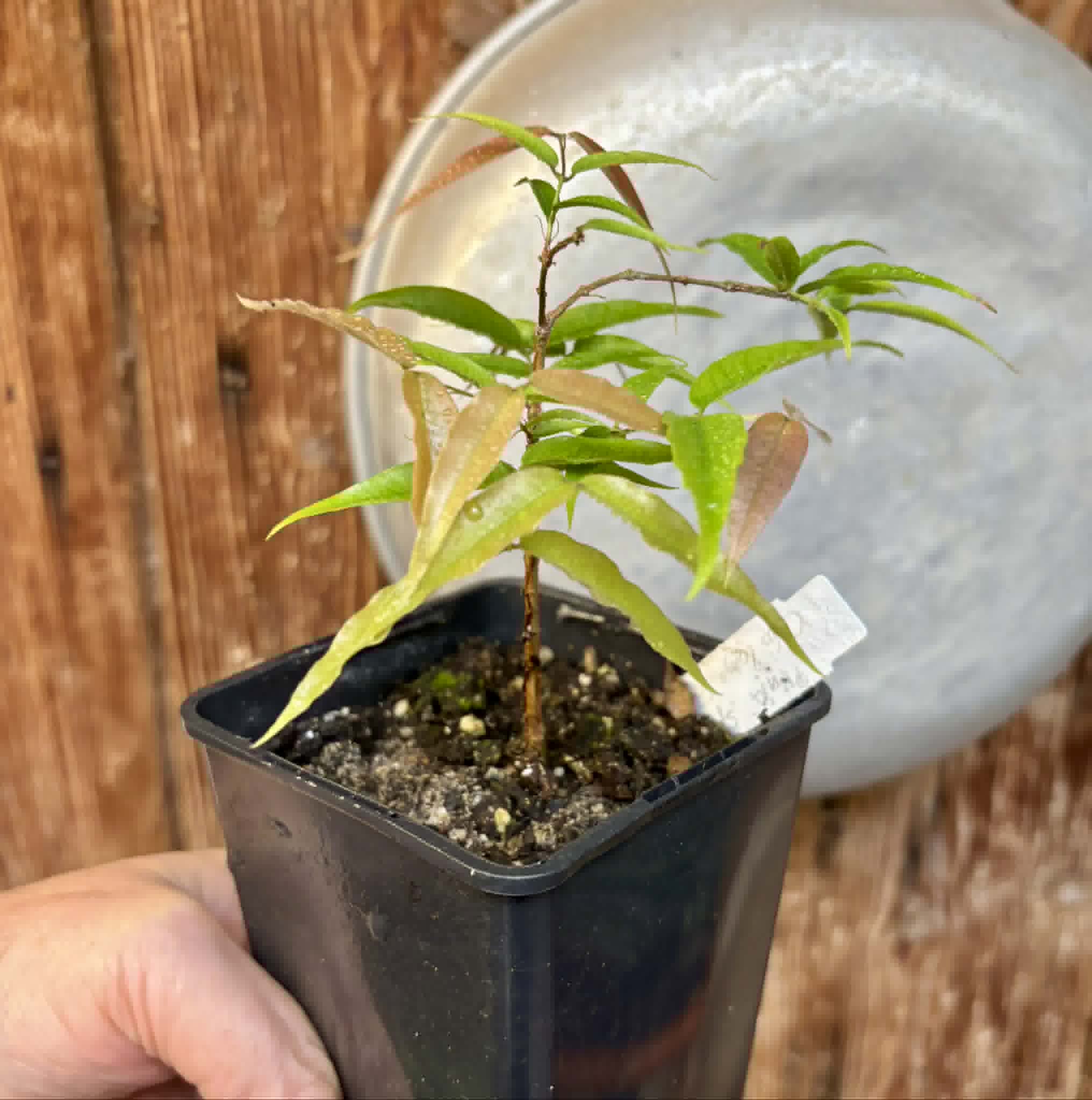 Plinia sp Cabo longo Sao Joao -  1 potted seedling / 1  getopfter Sämling